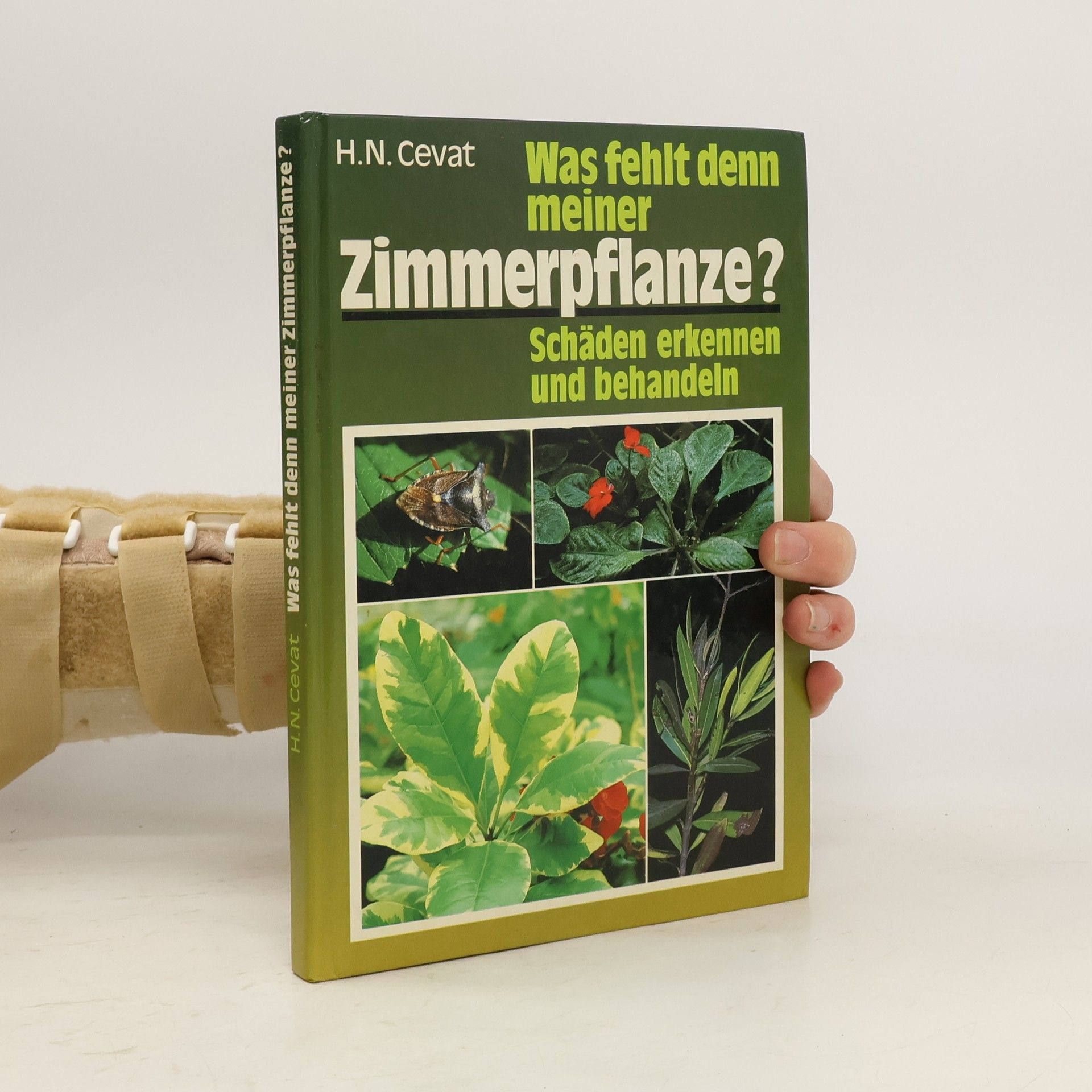 H.N. Cevat  Zimmerpflanze?