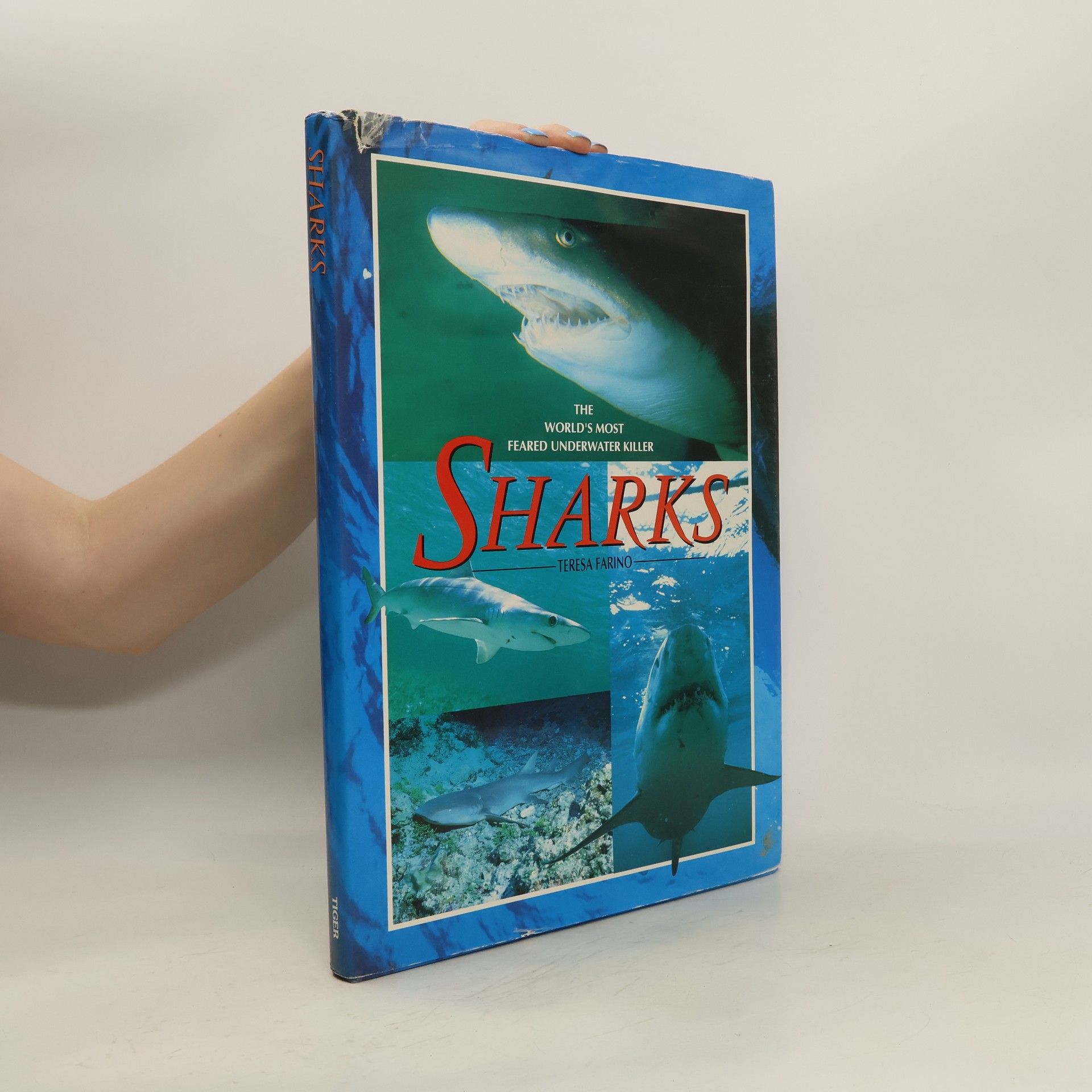 Teresa Farino Sharks