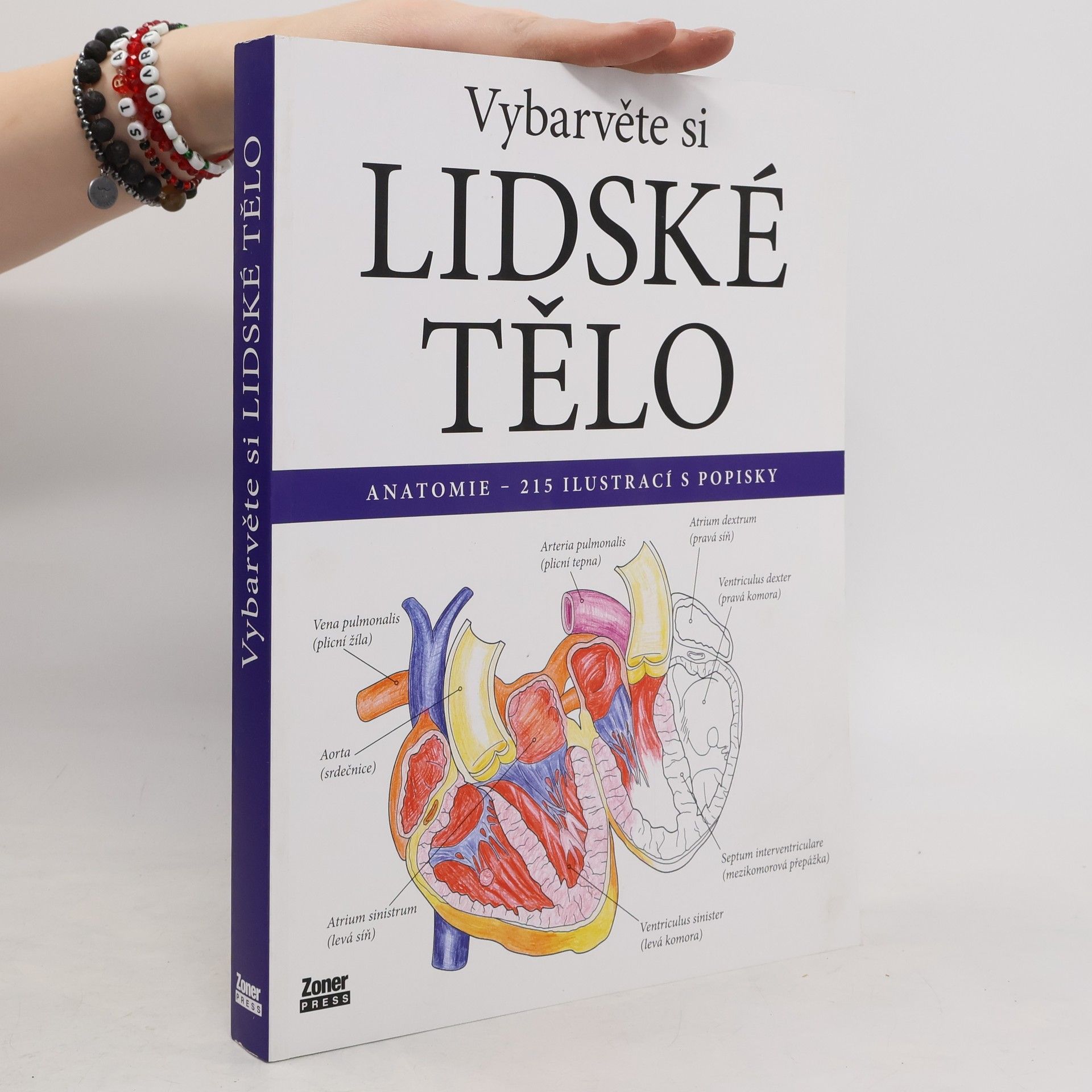 Evelína Kovácsová Vybarvěte si lidské tělo : anatomie - 215 ilustrací s popisky