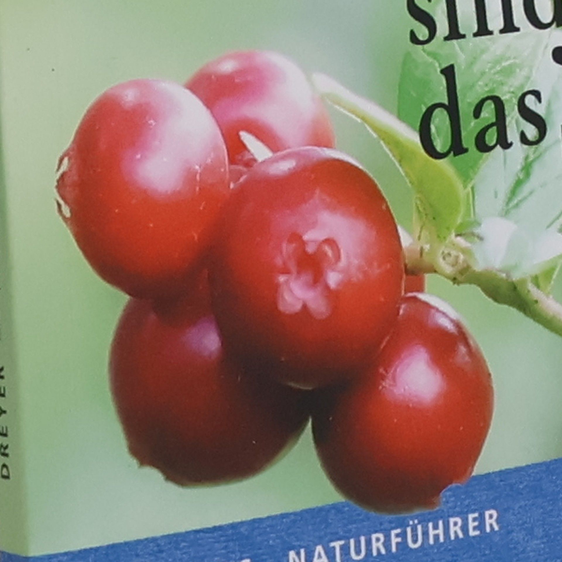 Eva-Maria Dreyer Welche Beeren und Wildkräuter sind das?