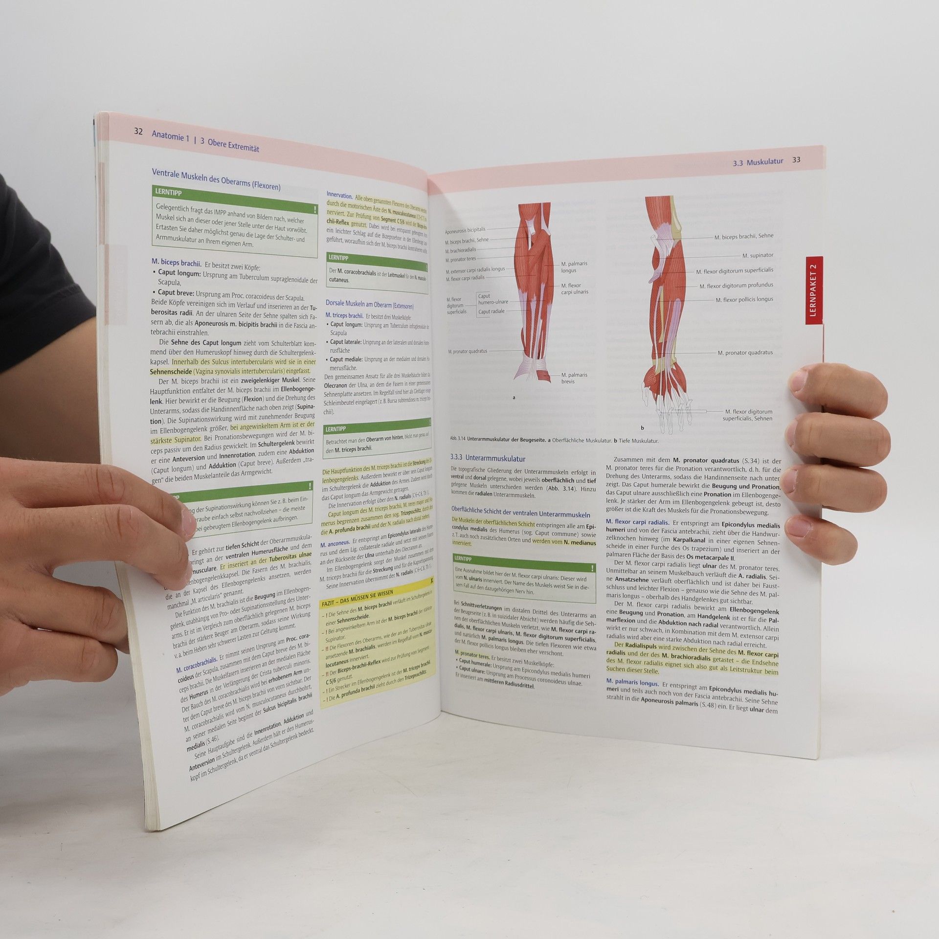Kolektiv autorů Endspurt Vorklinik. Anatomie 1