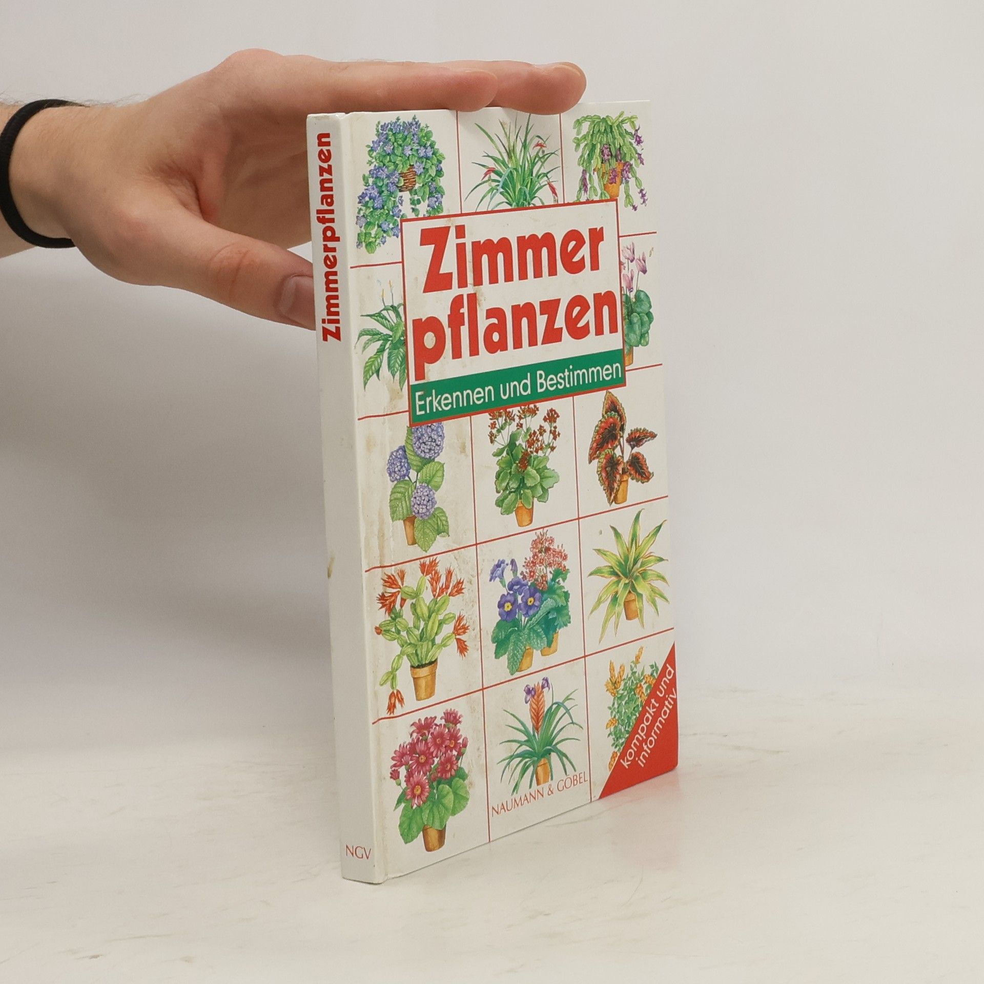 Violet Stevenson Zimmerpflanzen, Erkennen und Bestimmen