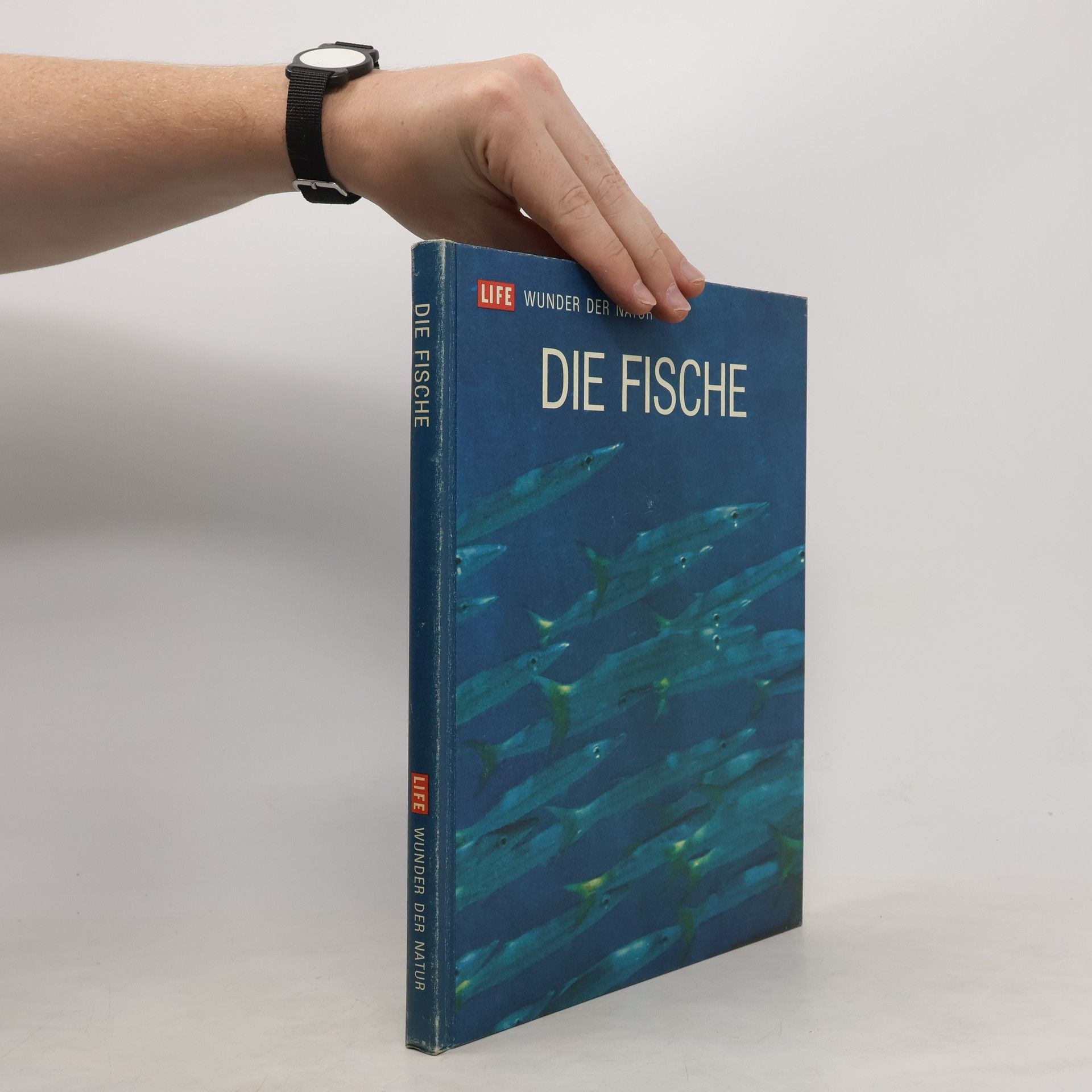 kolektiv Die Fische