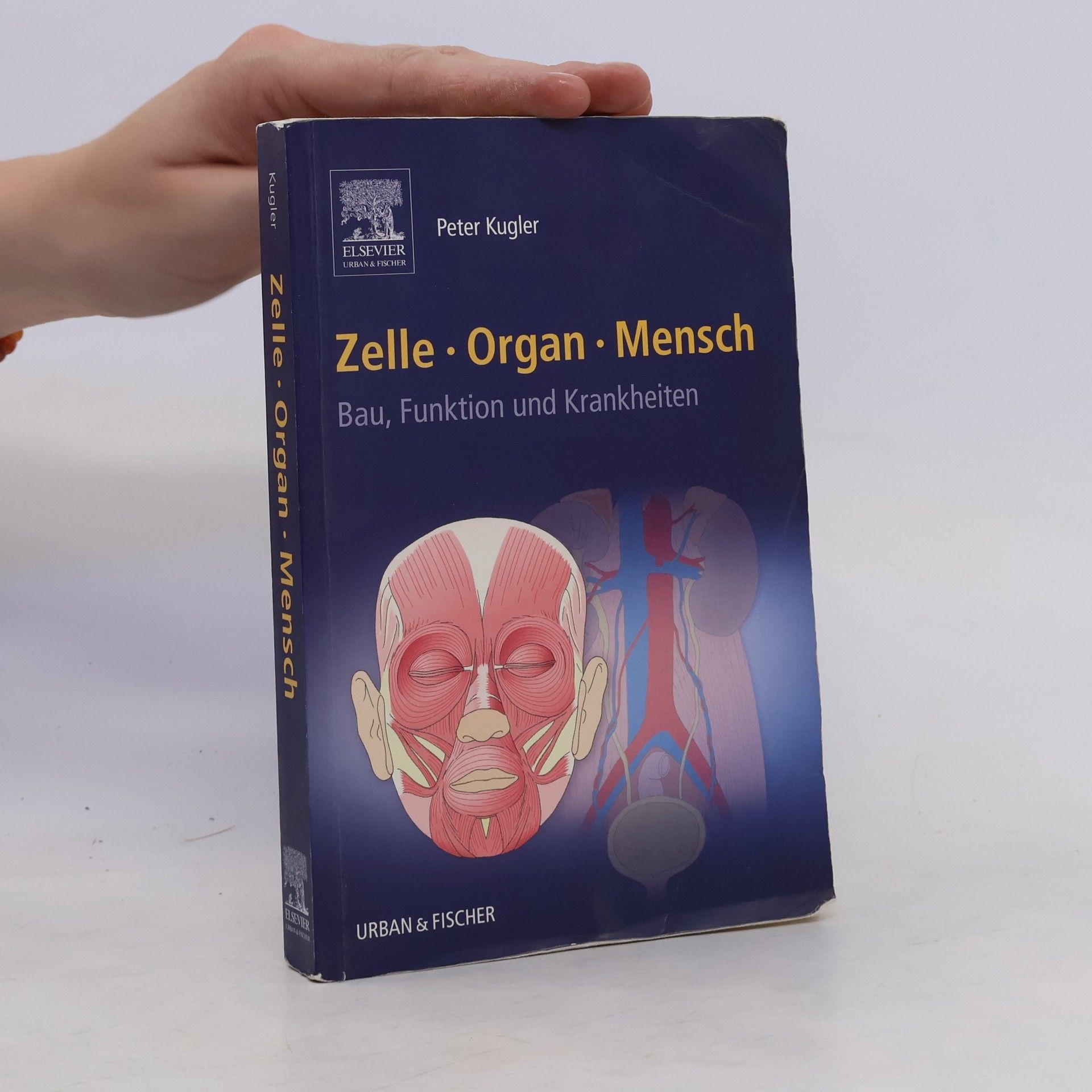 Peter Kugler Zelle, Organ, Mensch