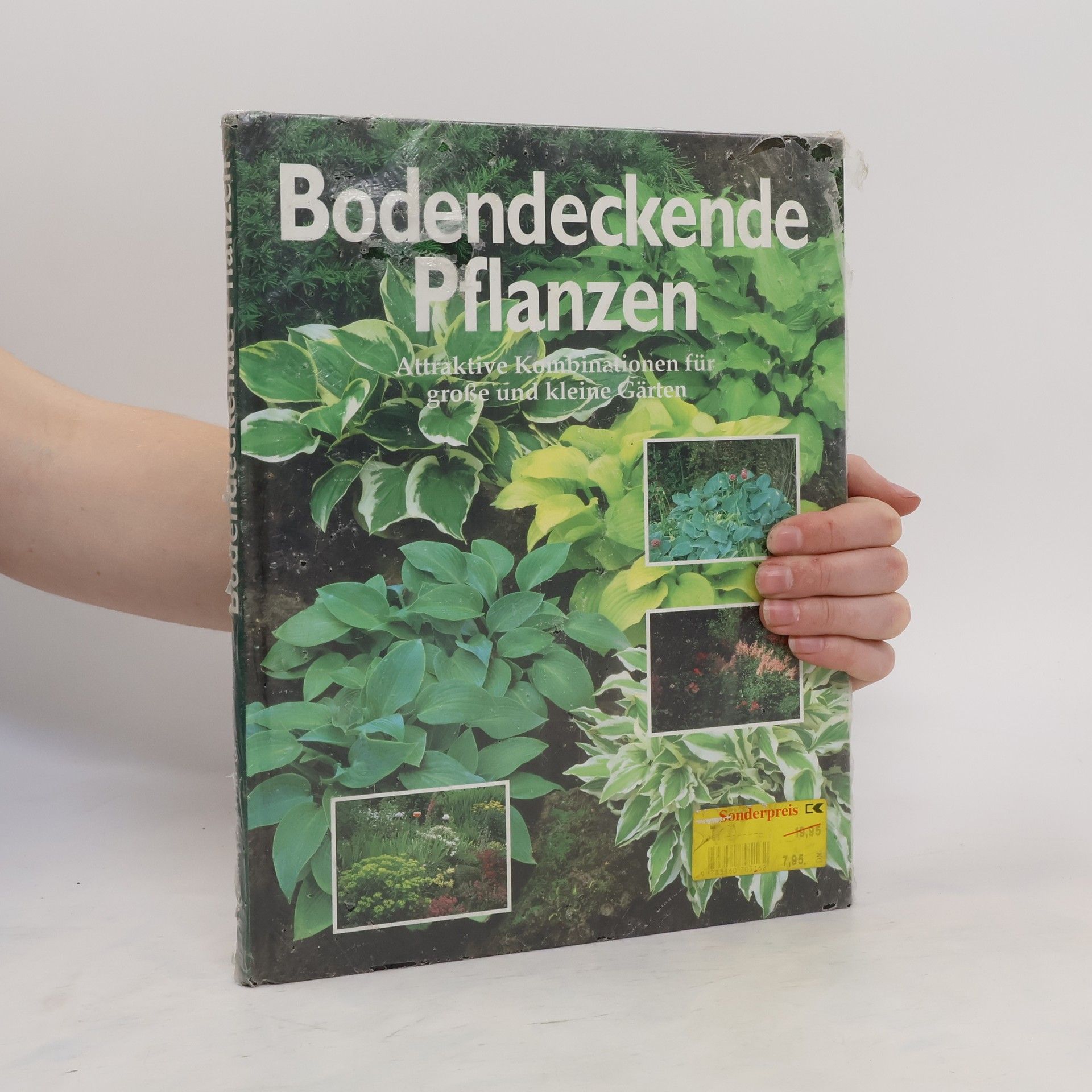 Bodendeckende Pflanzen