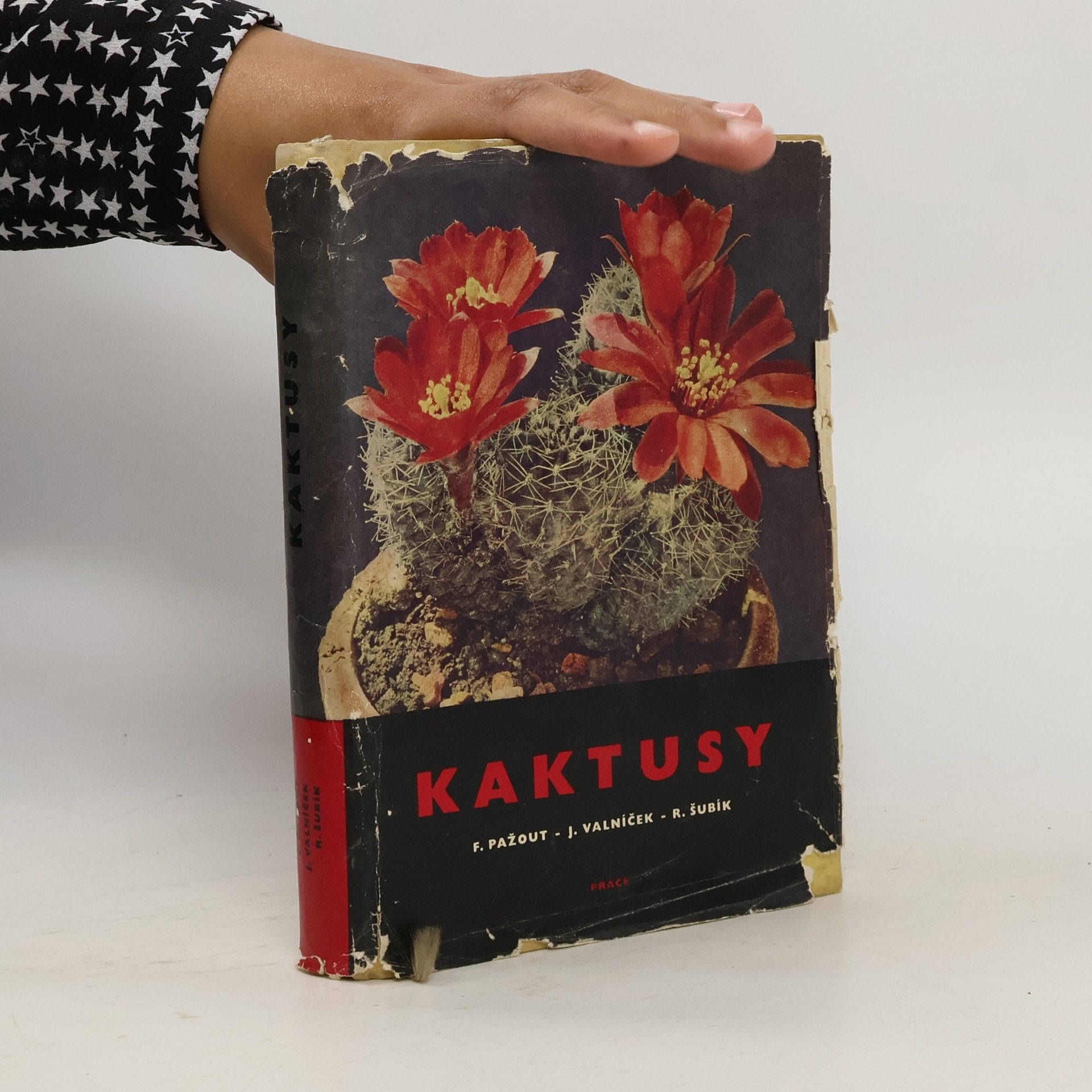 František Pažout Kaktusy