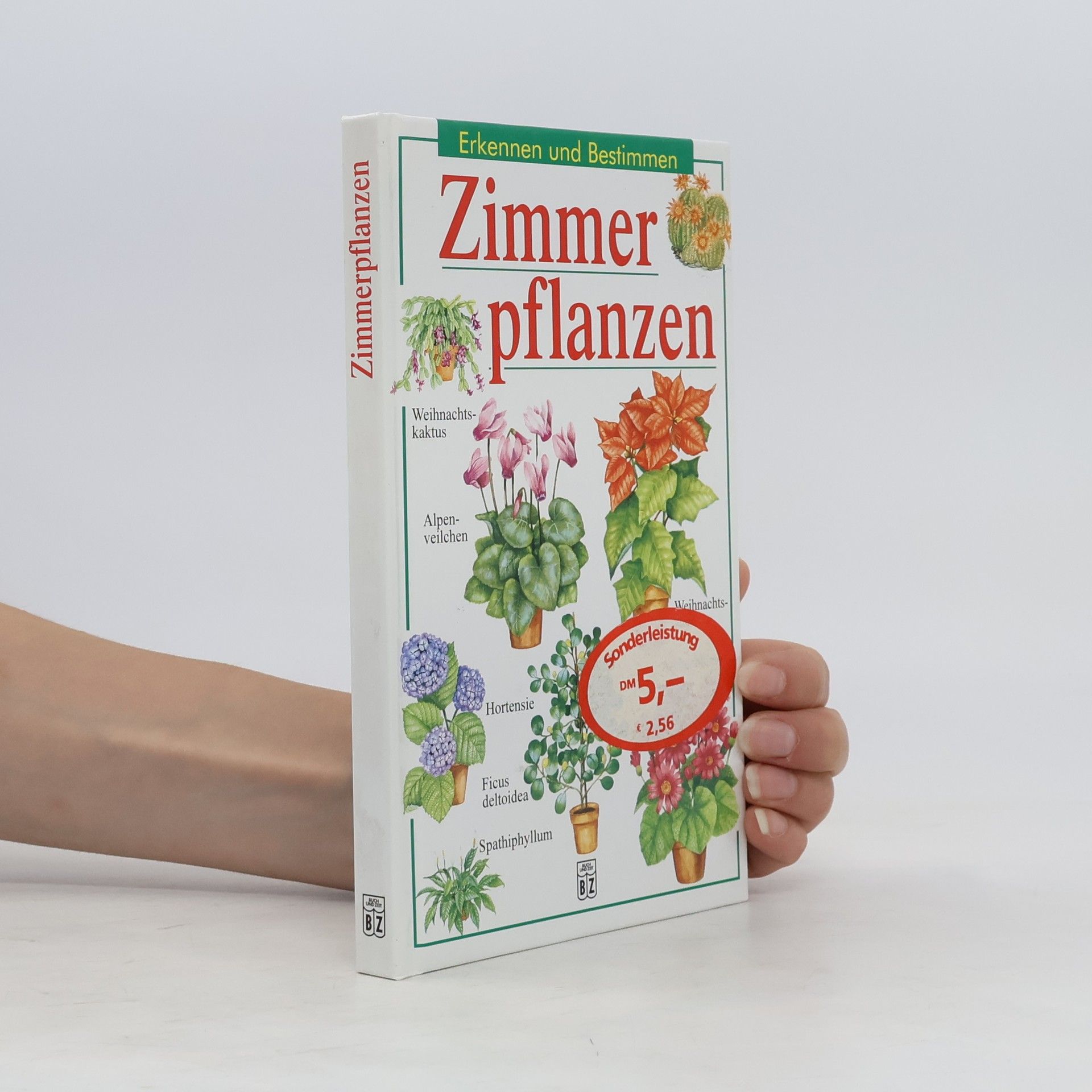 Violet Stevenson Zimmerpflanzen