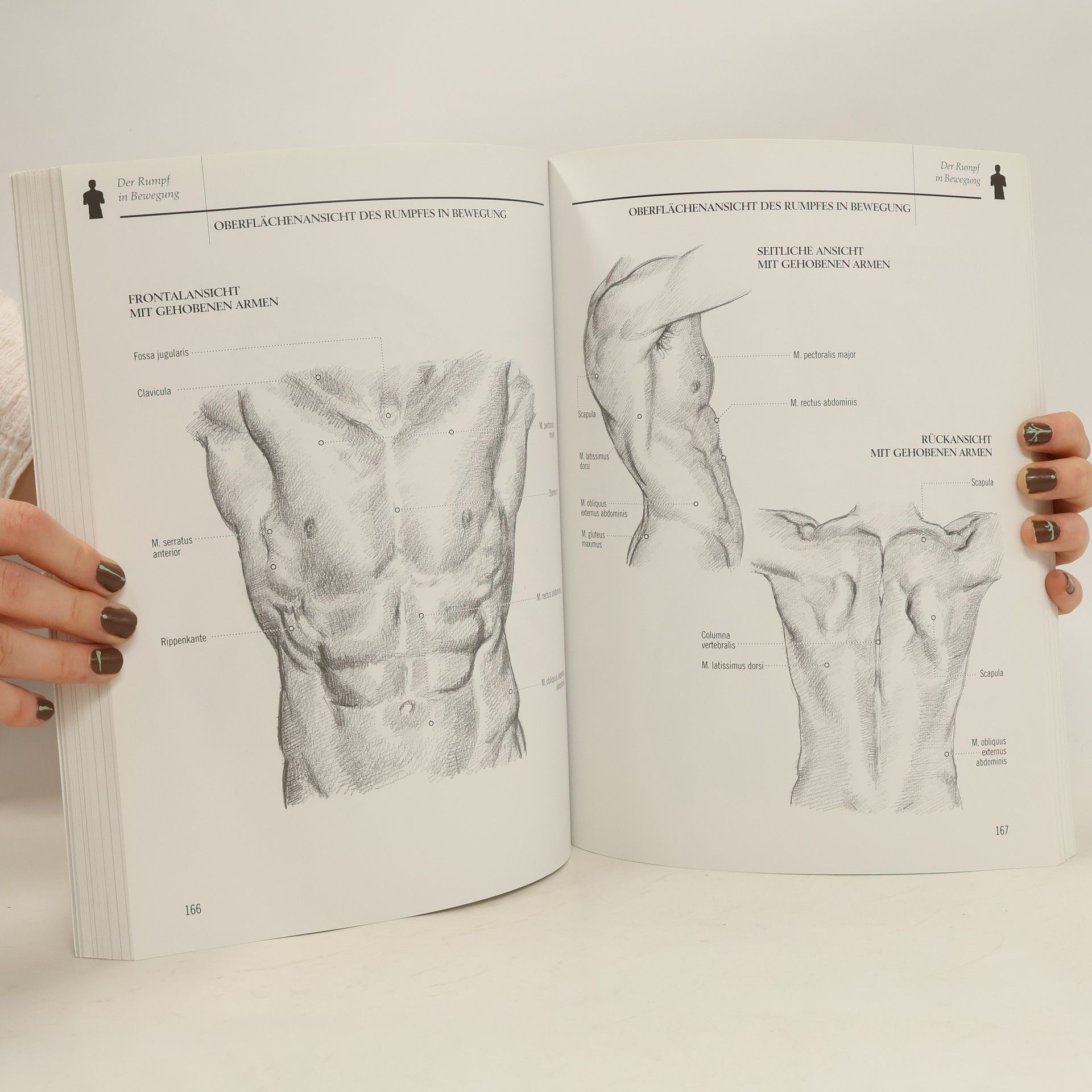 Barrington Barber Anatomie für Künstler