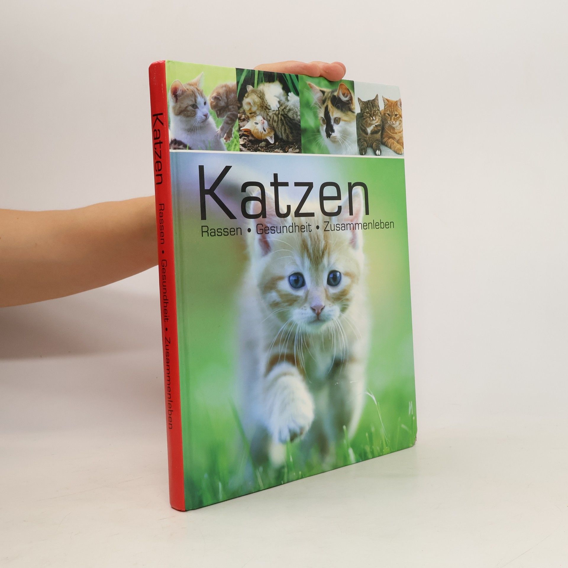 Antje Breuer Katzen
