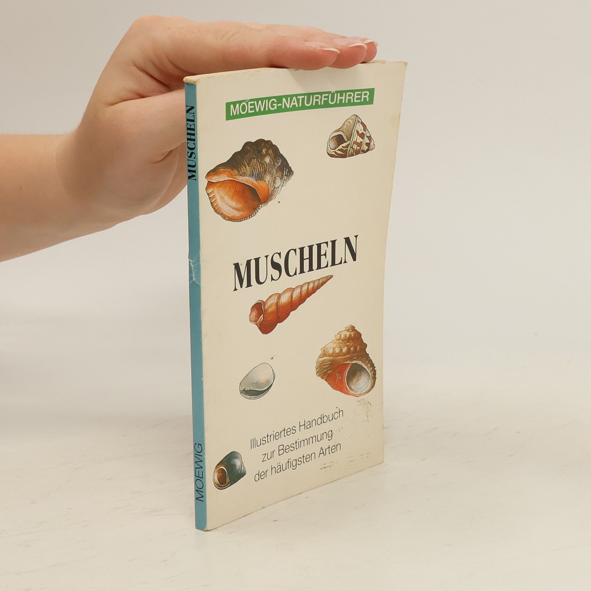 Eleanor Lawrence Muscheln