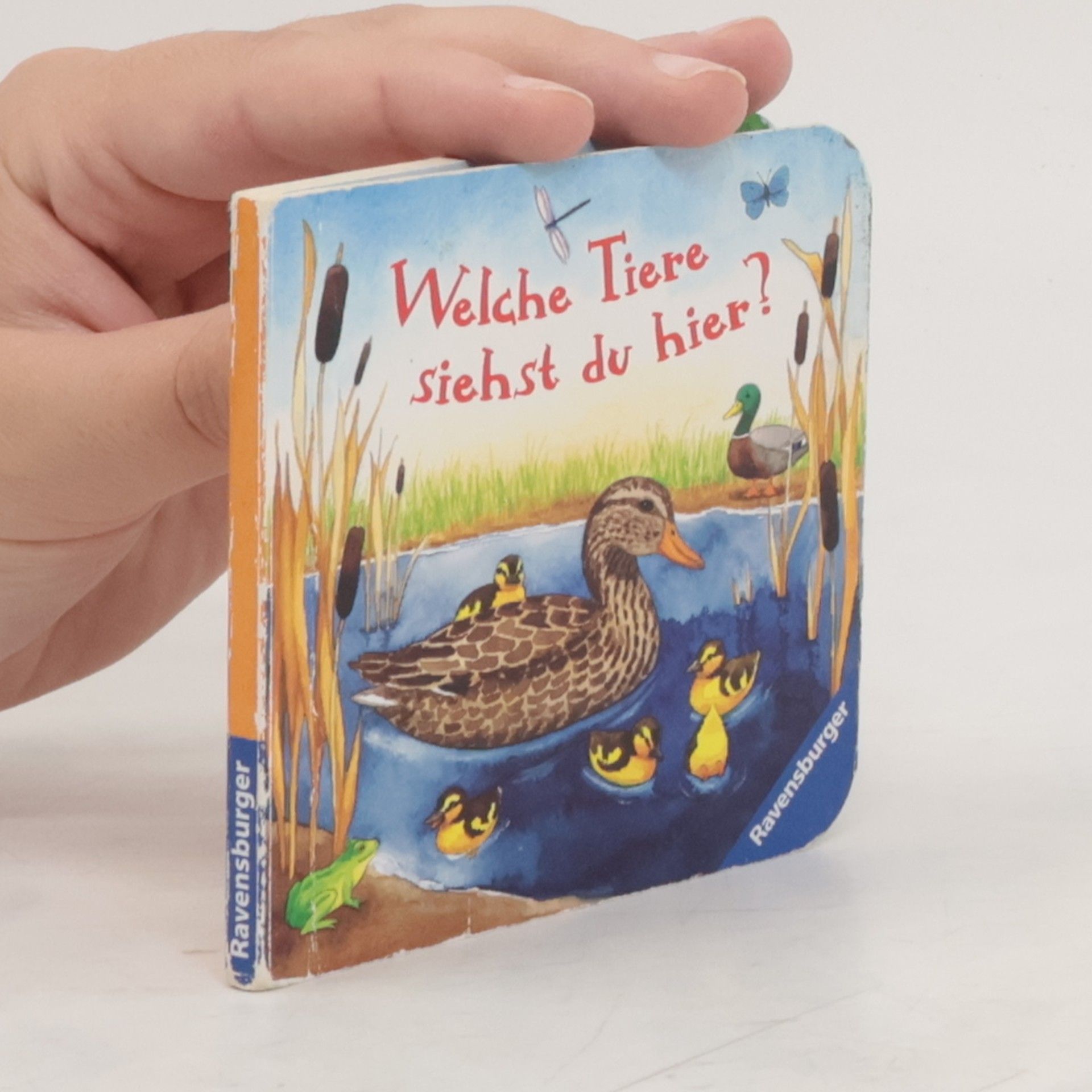Andrea Erne Welche Tiere siehst du hier?