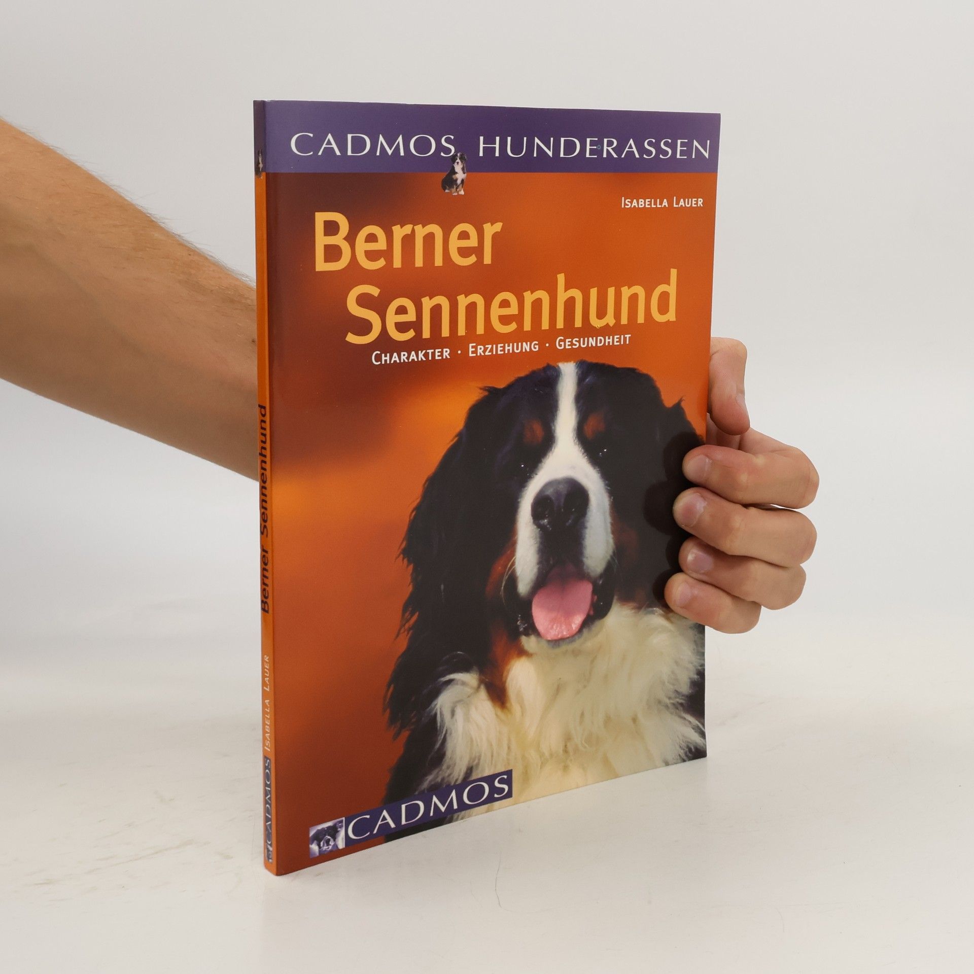 Isabella Lauer Berner Sennenhund