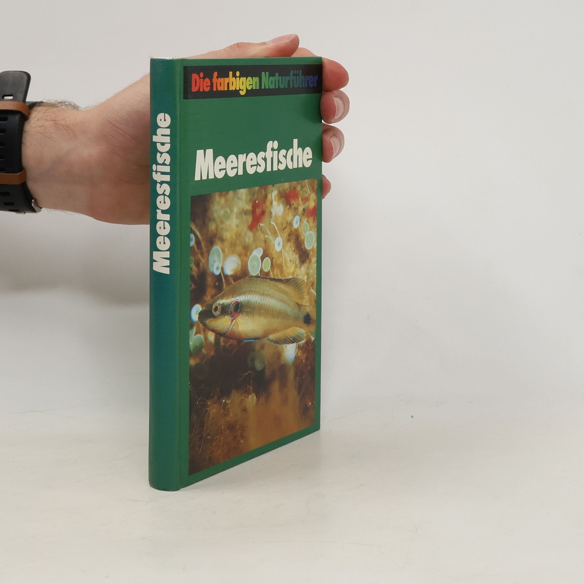Autorenkollektiv Meeresfische