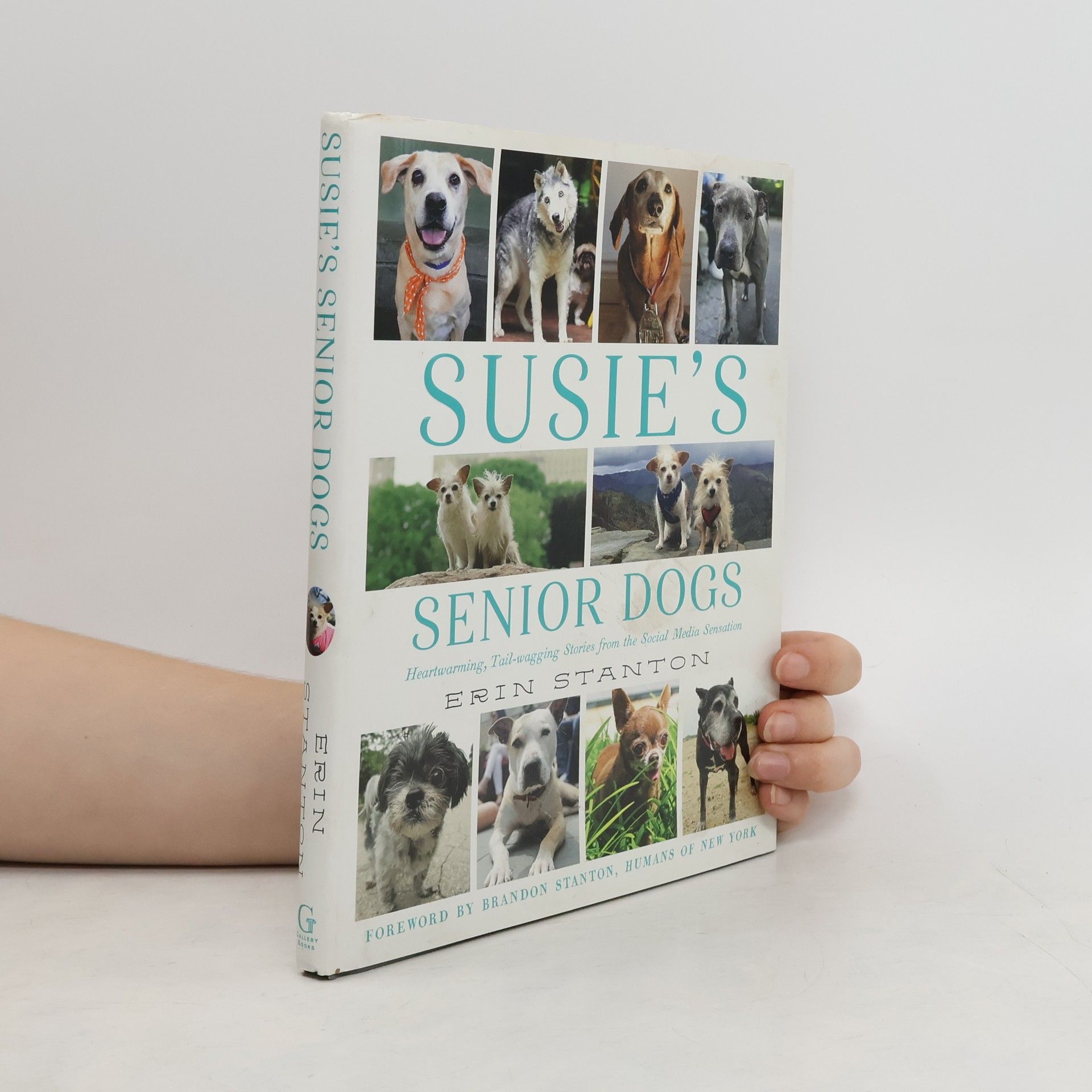 Erin Stanton Susie's Senior Dogs