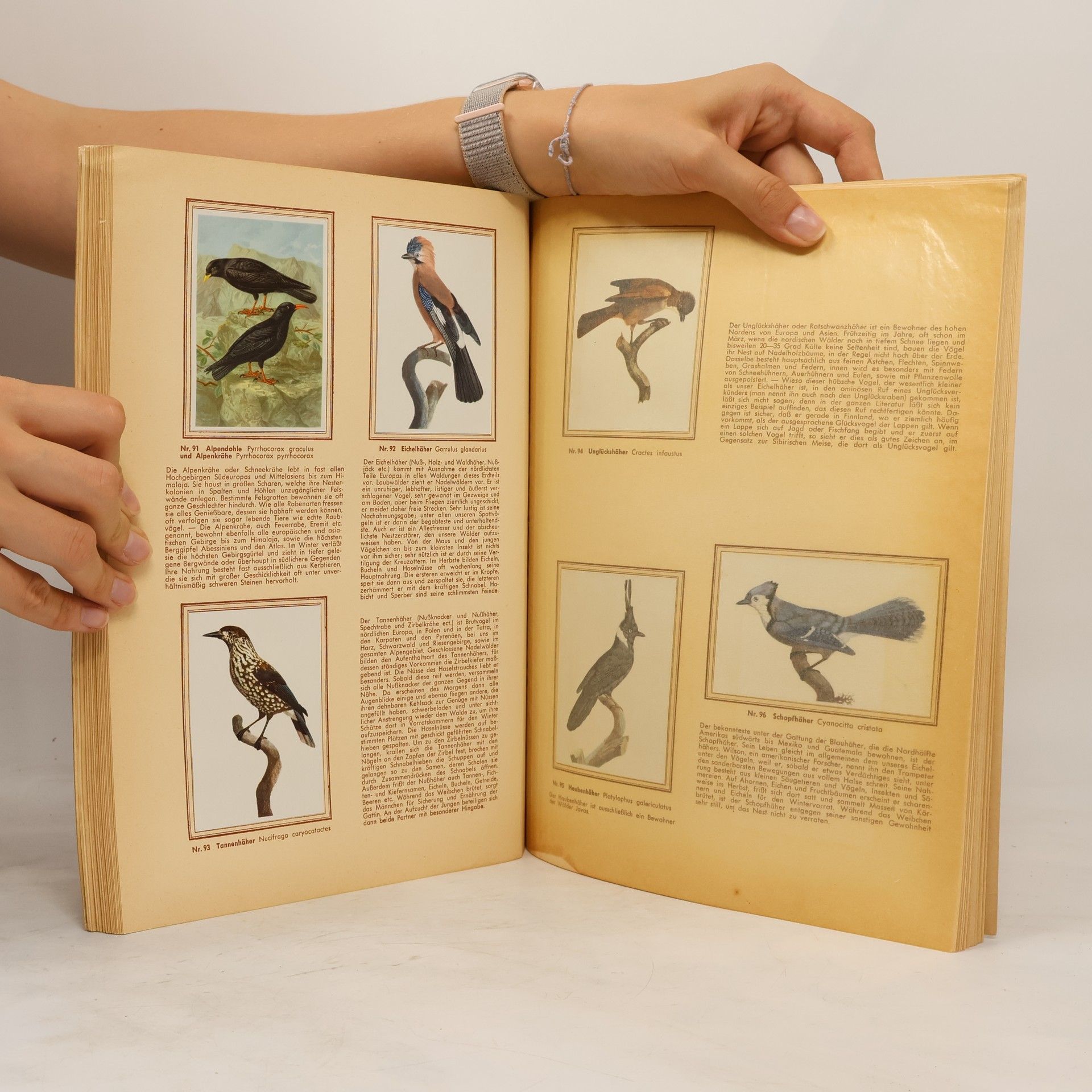 Kolektiv autorů Bunte vögel aus aller Welt 2