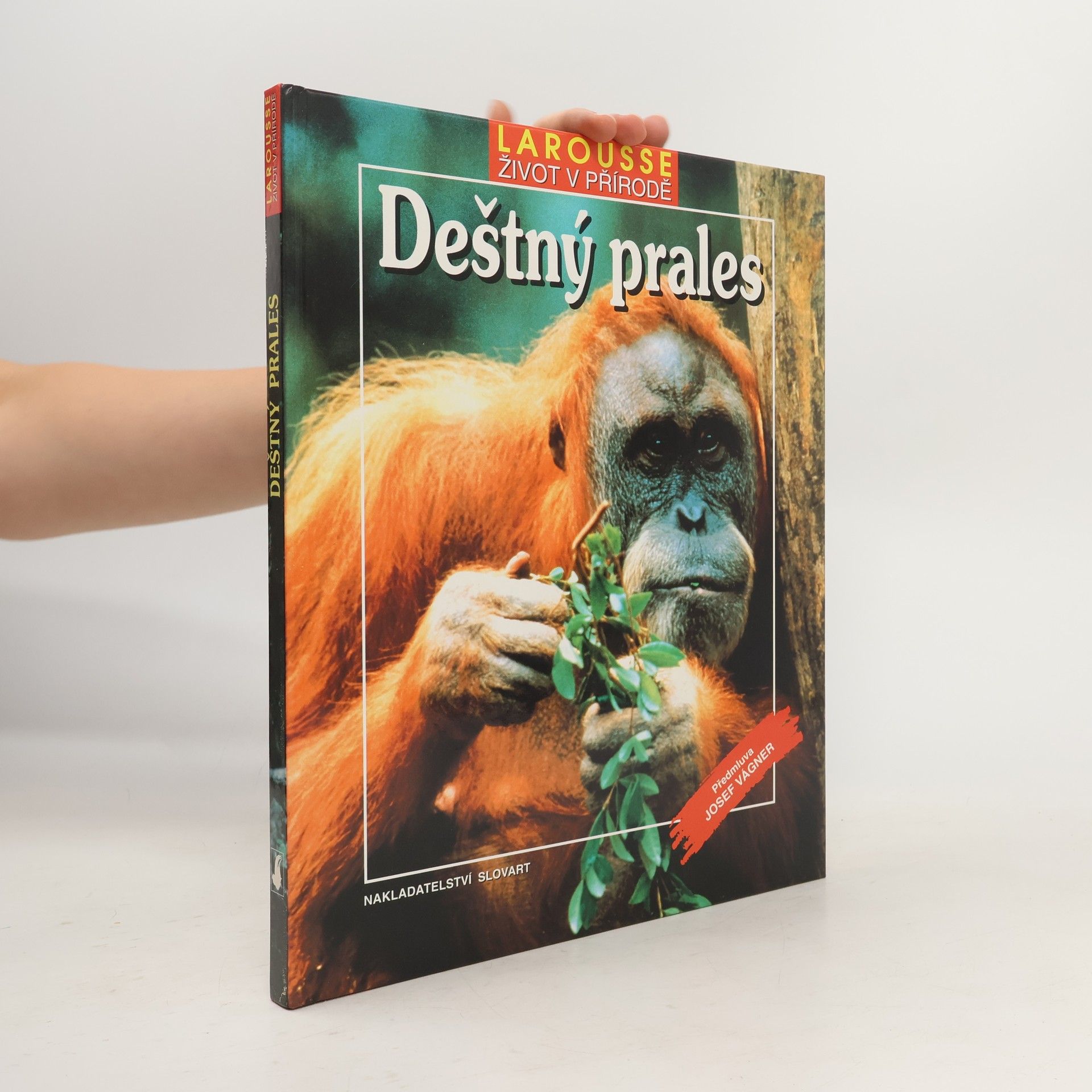 Vladimír Čadský Deštný prales