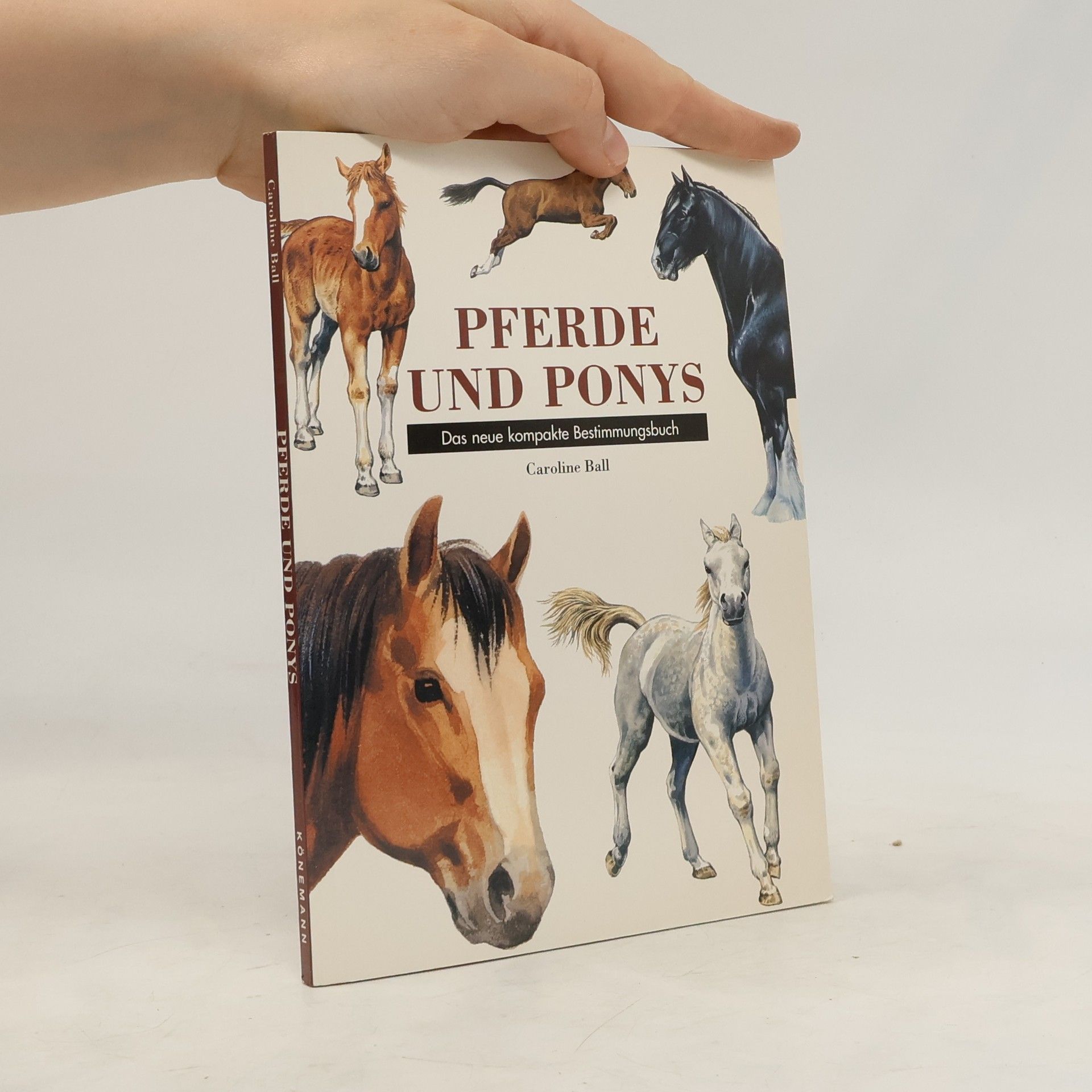 Caroline Ball Pferde und Ponys
