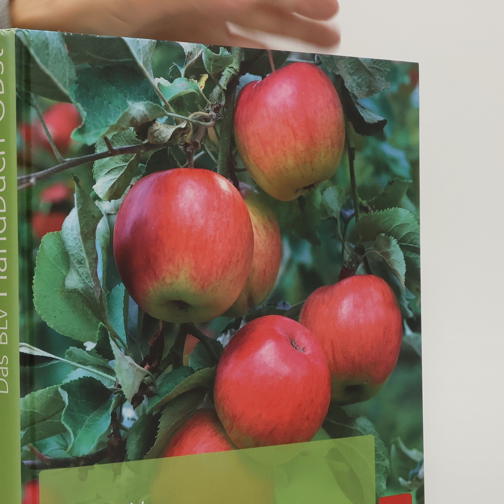 Martin Stangl Das BLV-Handbuch Obst