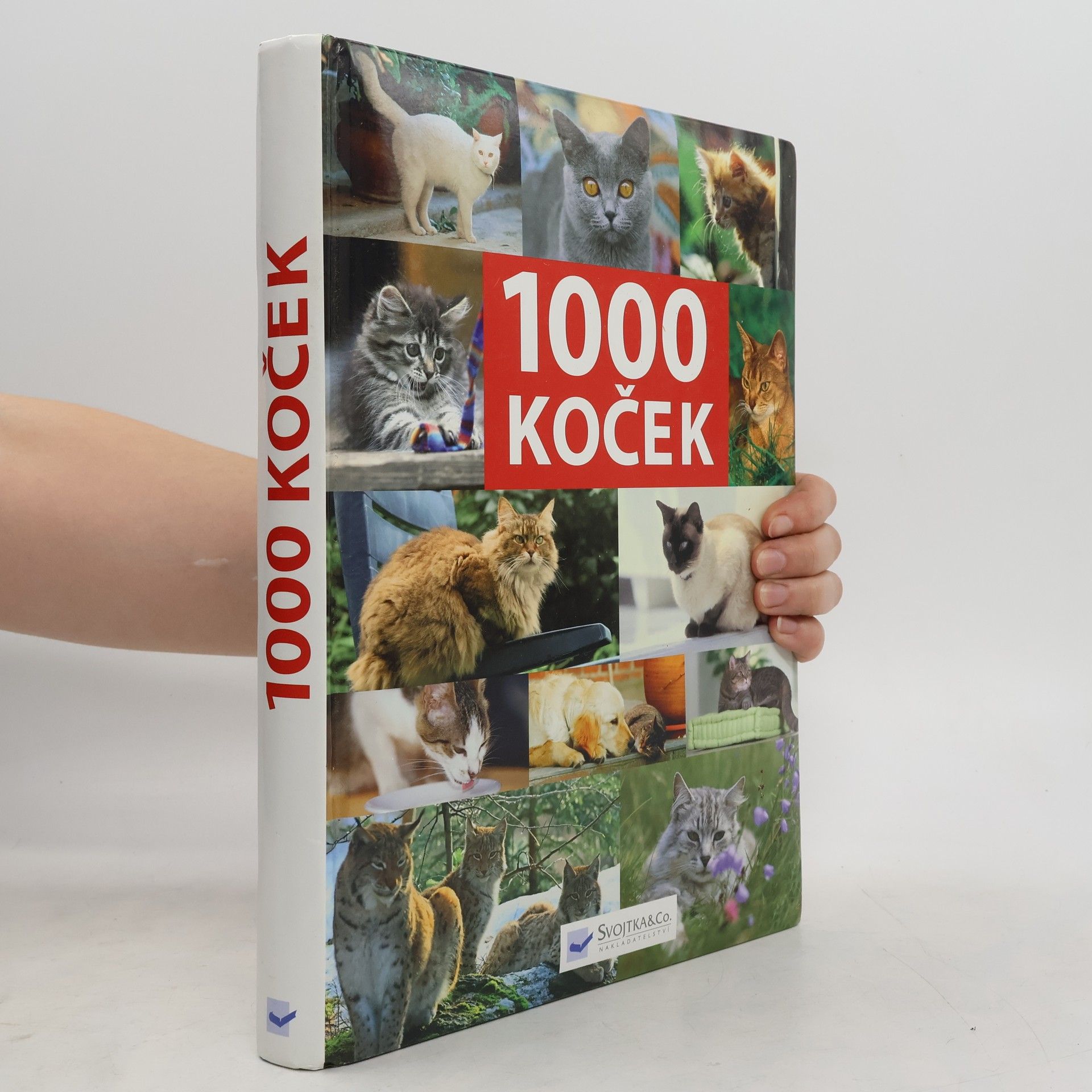 kolektiv 1000 koček