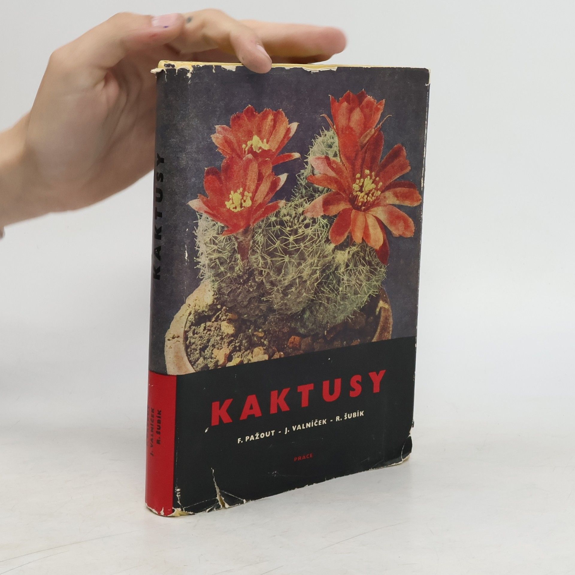 František Pažout Kaktusy