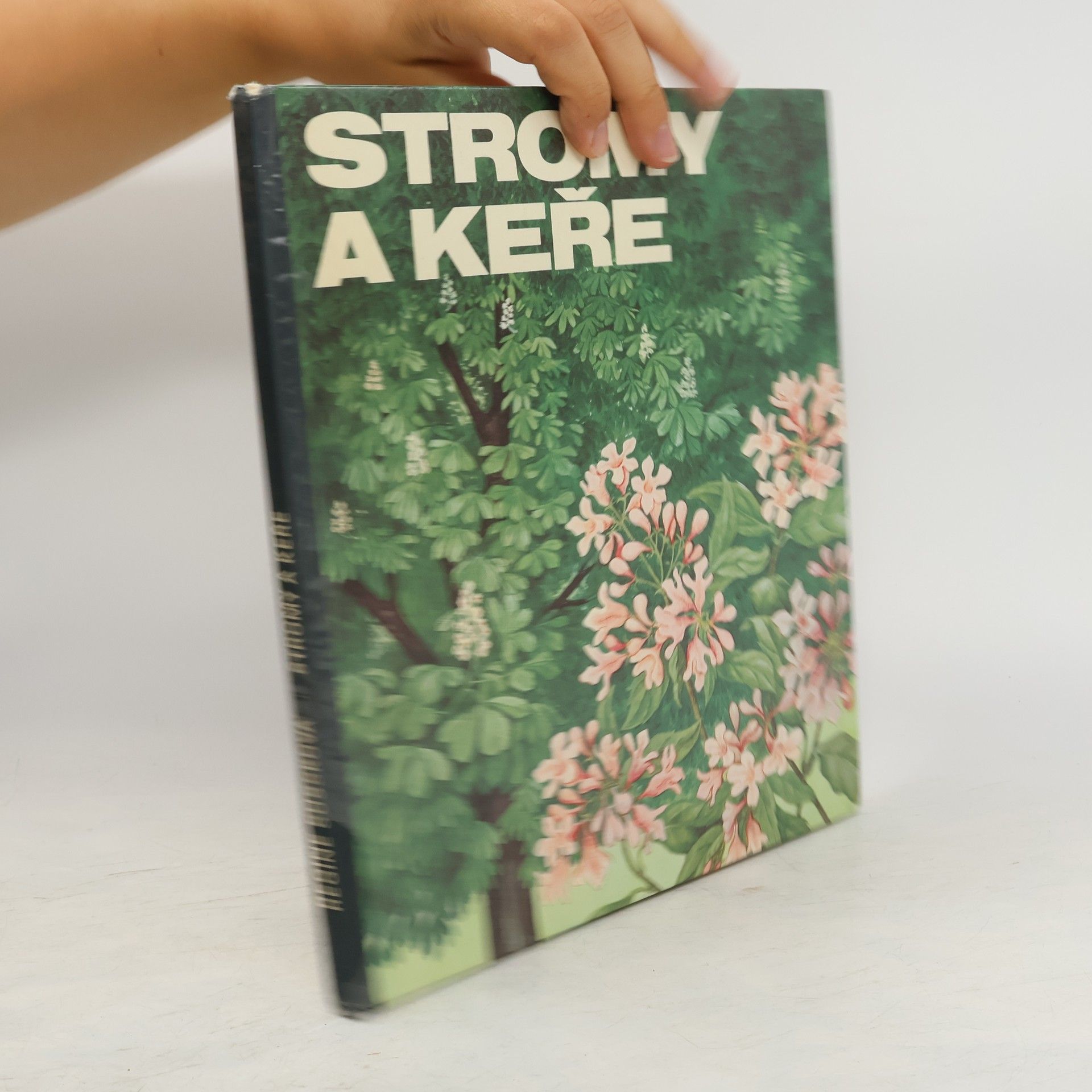 Regine Süssk Stromy a keře