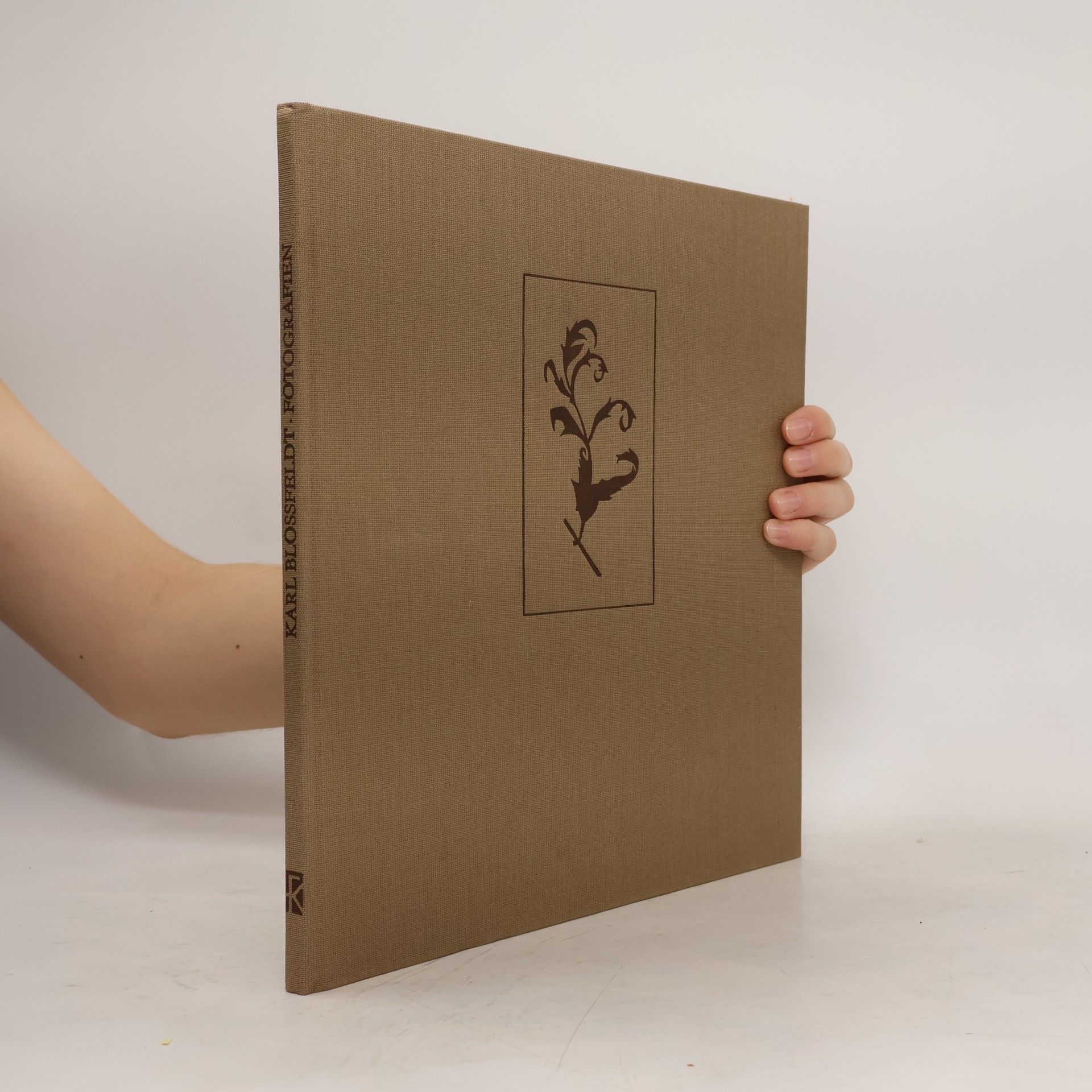 Karl Blossfeldt Fotografien zwischen Natur und Kunst