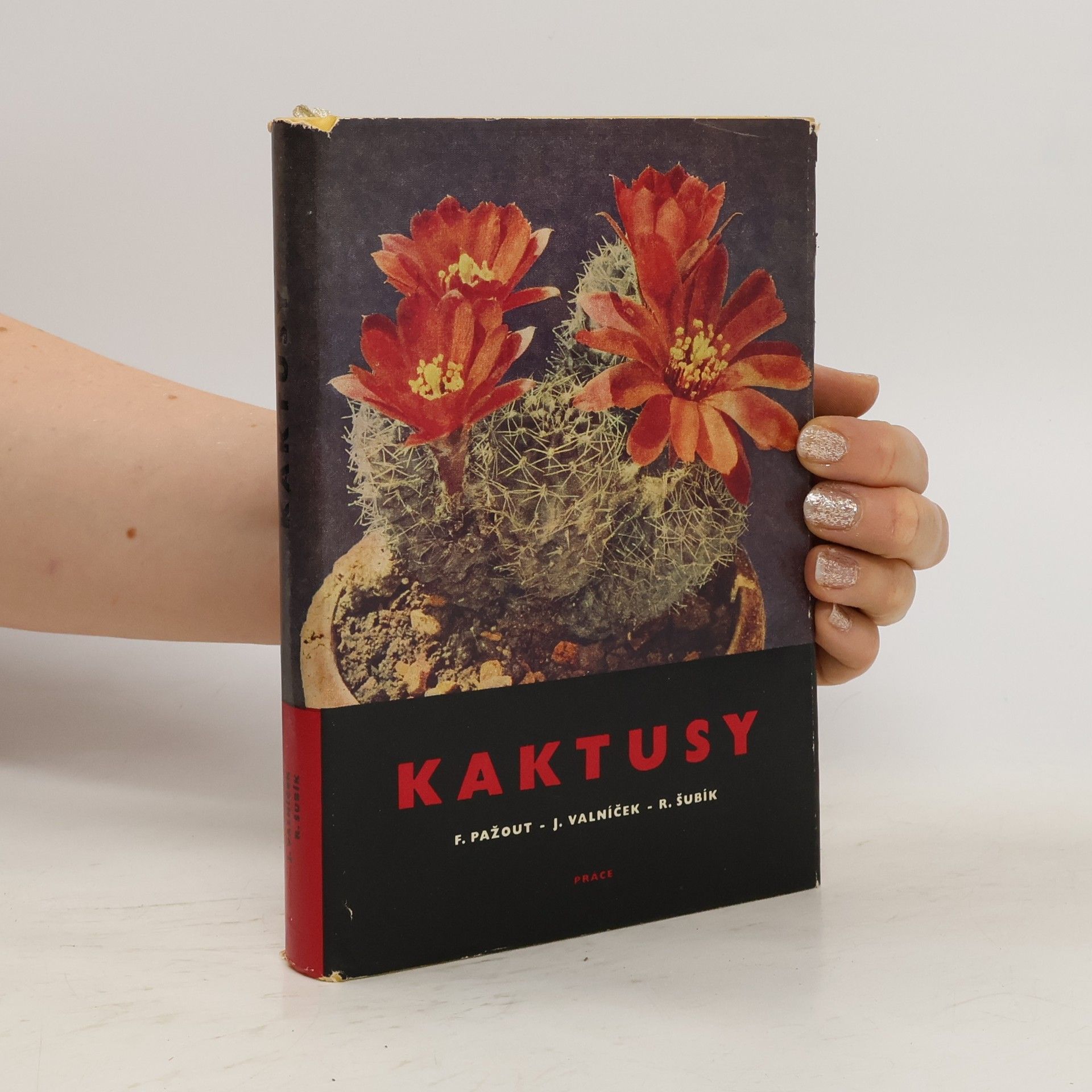 František Pažout Kaktusy
