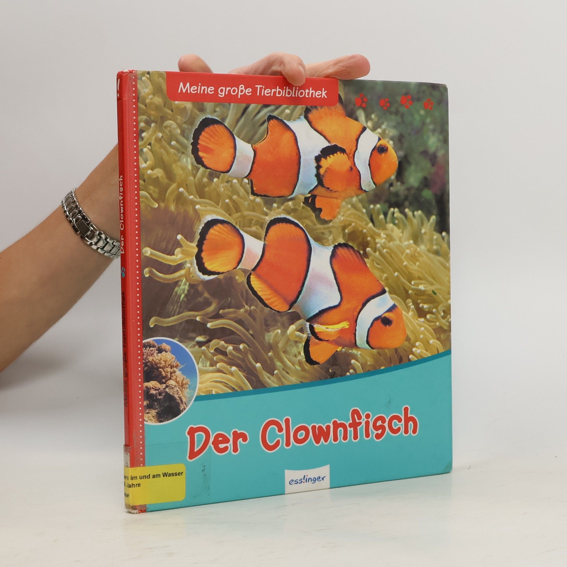 Gireq Allain Der Clownfisch