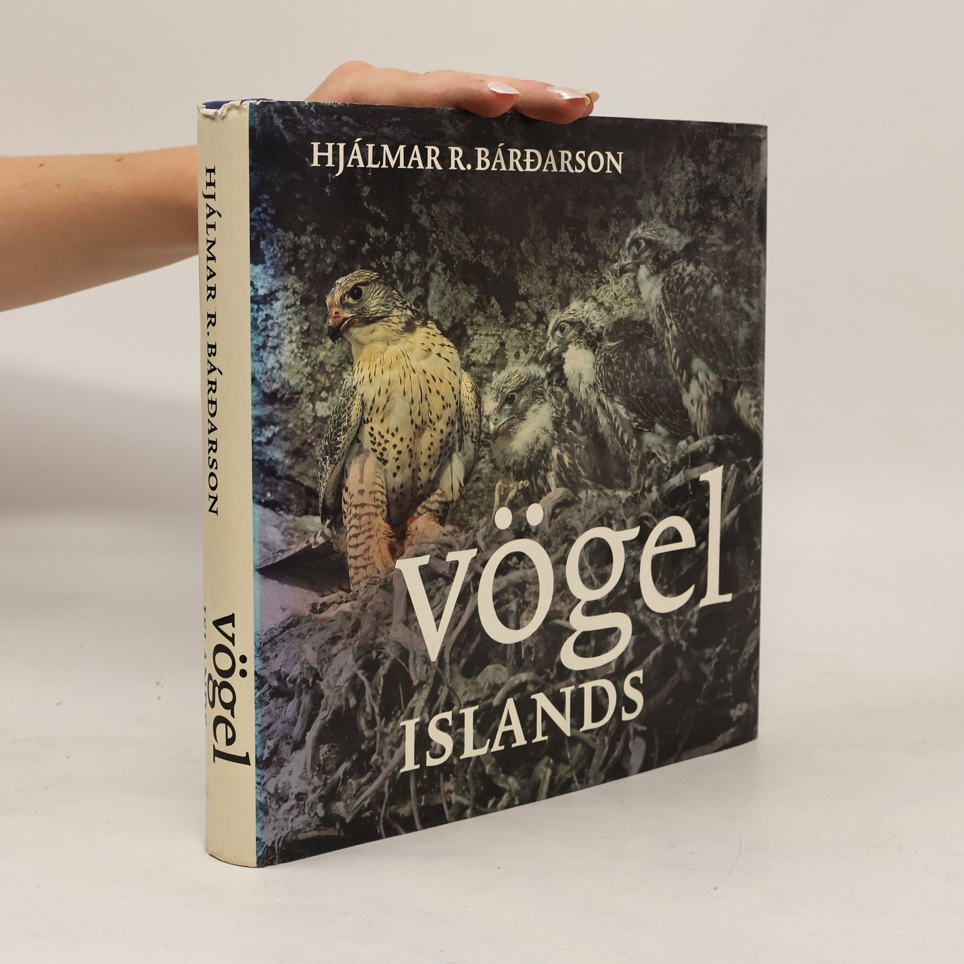Hjálmar R. Bárdarson Vögel Islands