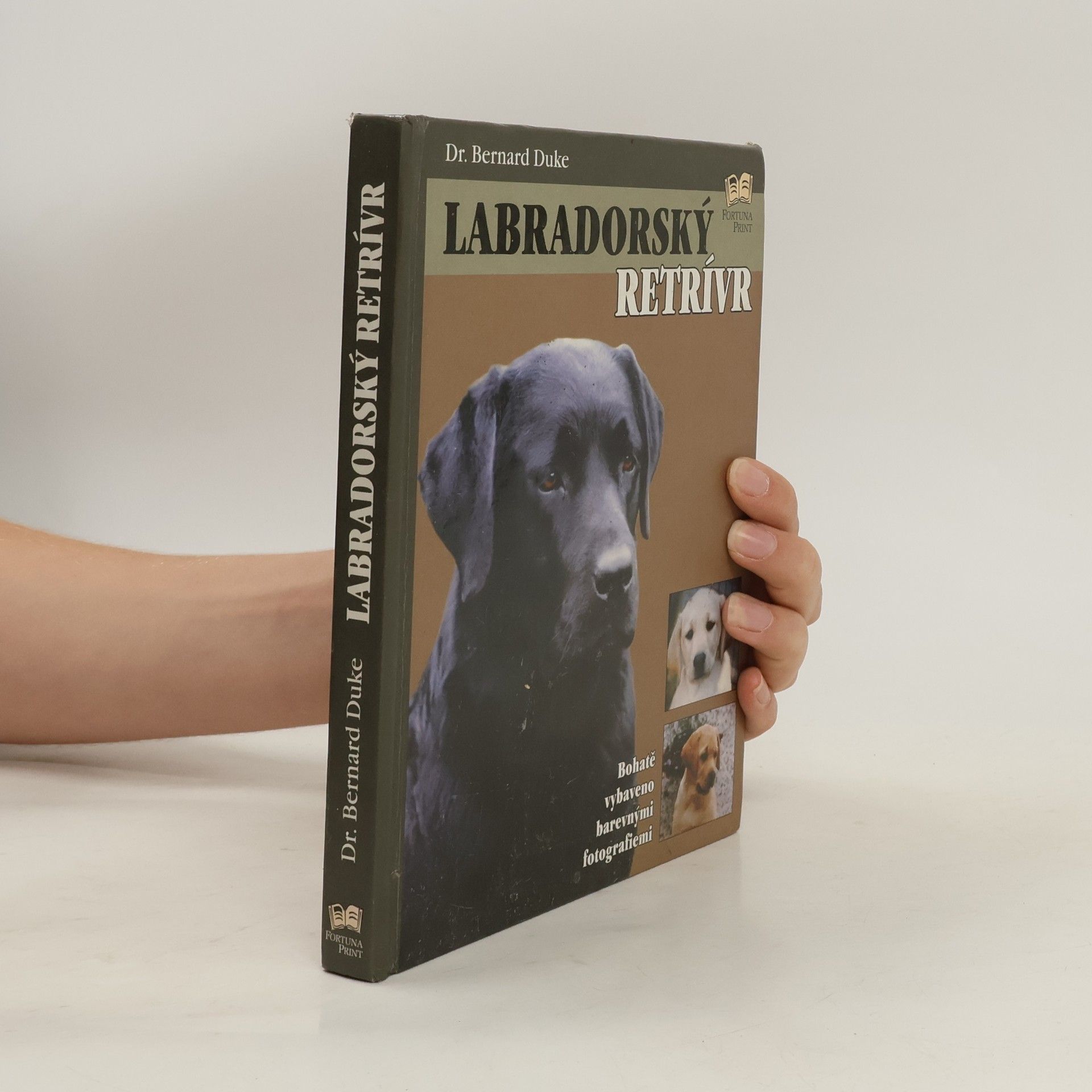 Bernard Duke Labradorský retrívr