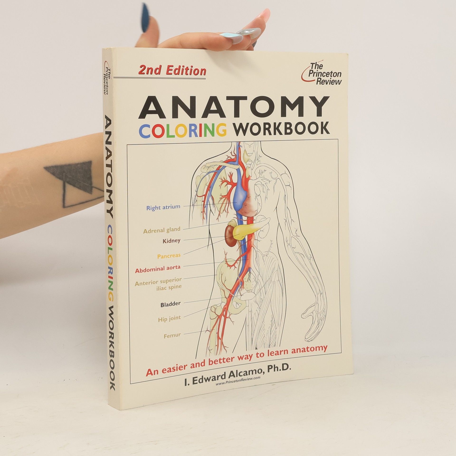 I. Edward Alcamo Anatomy Coloring Workbook