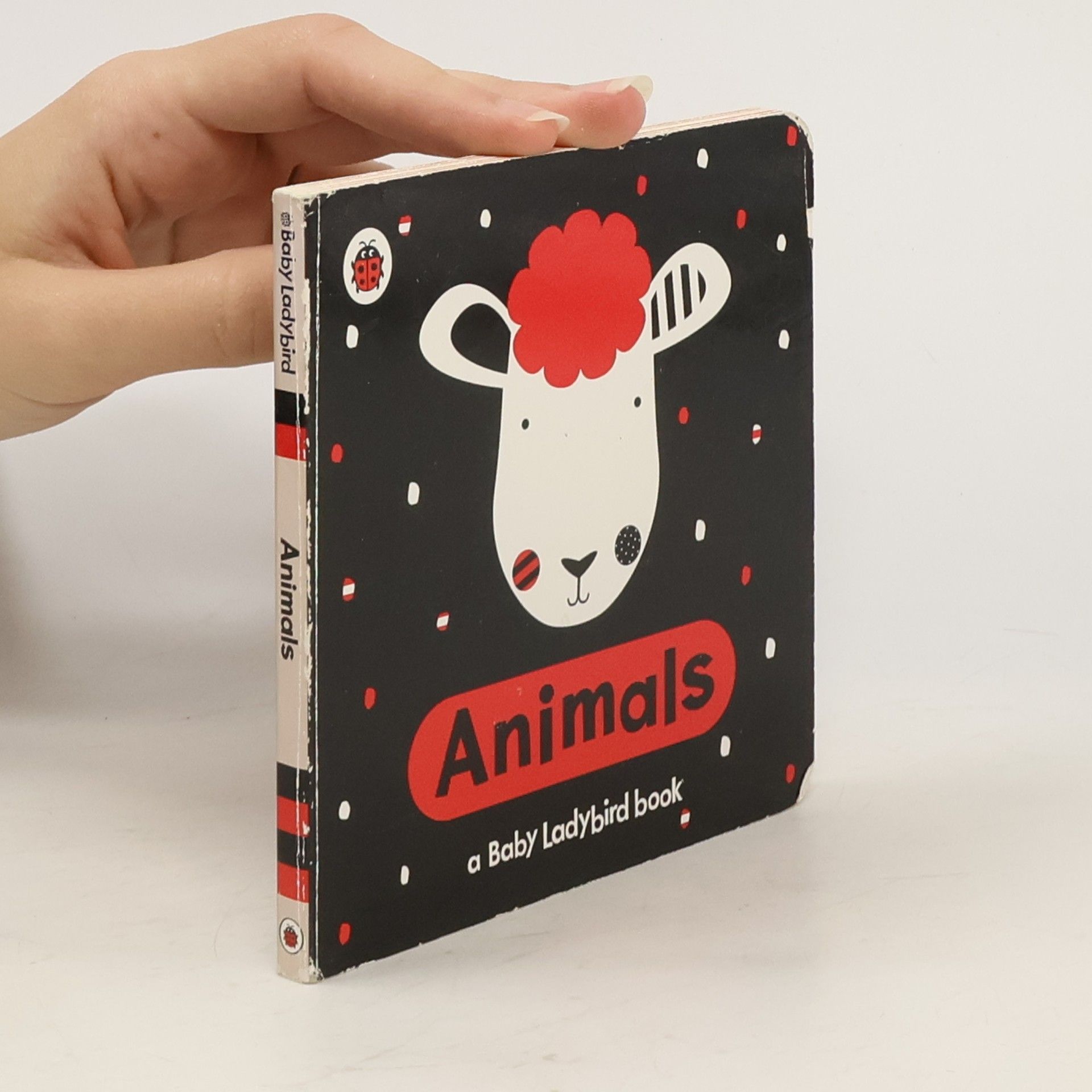 kolektiv Animals