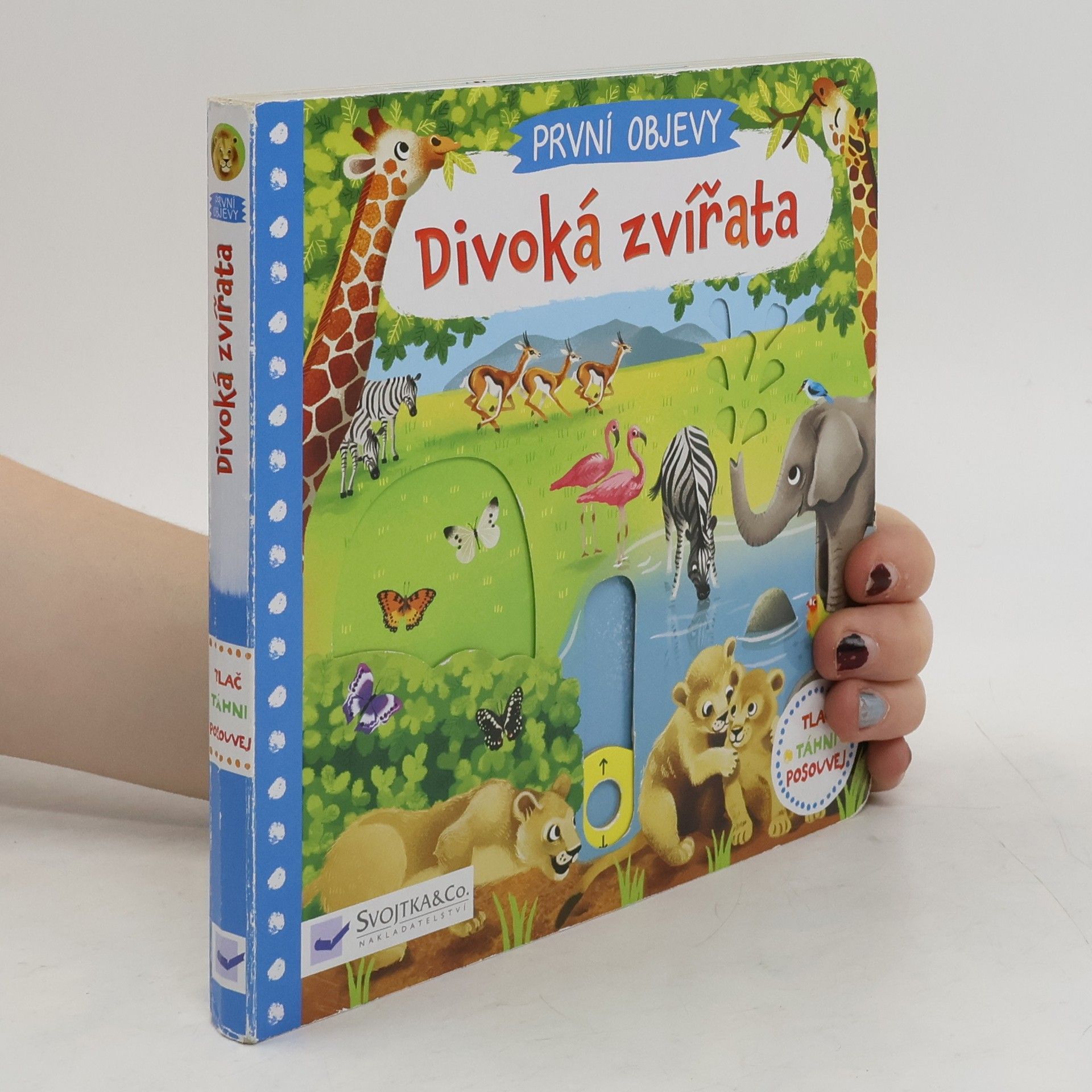 Jenny Wren Divoká zvířata