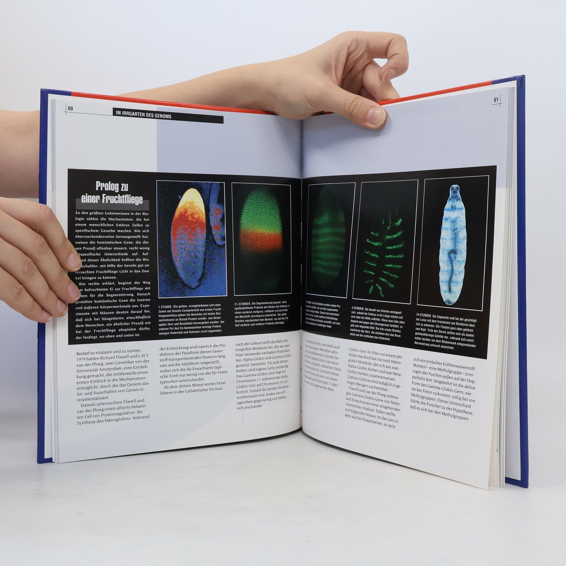 Auteurscollectief Der genetische Code