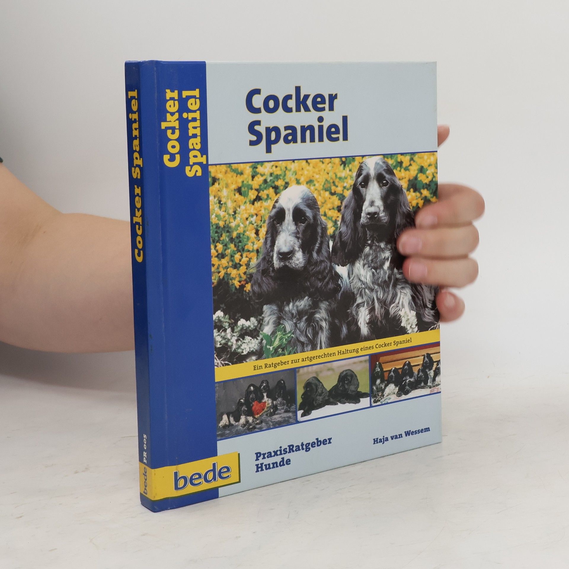 Haja van Wessem Cocker Spaniel