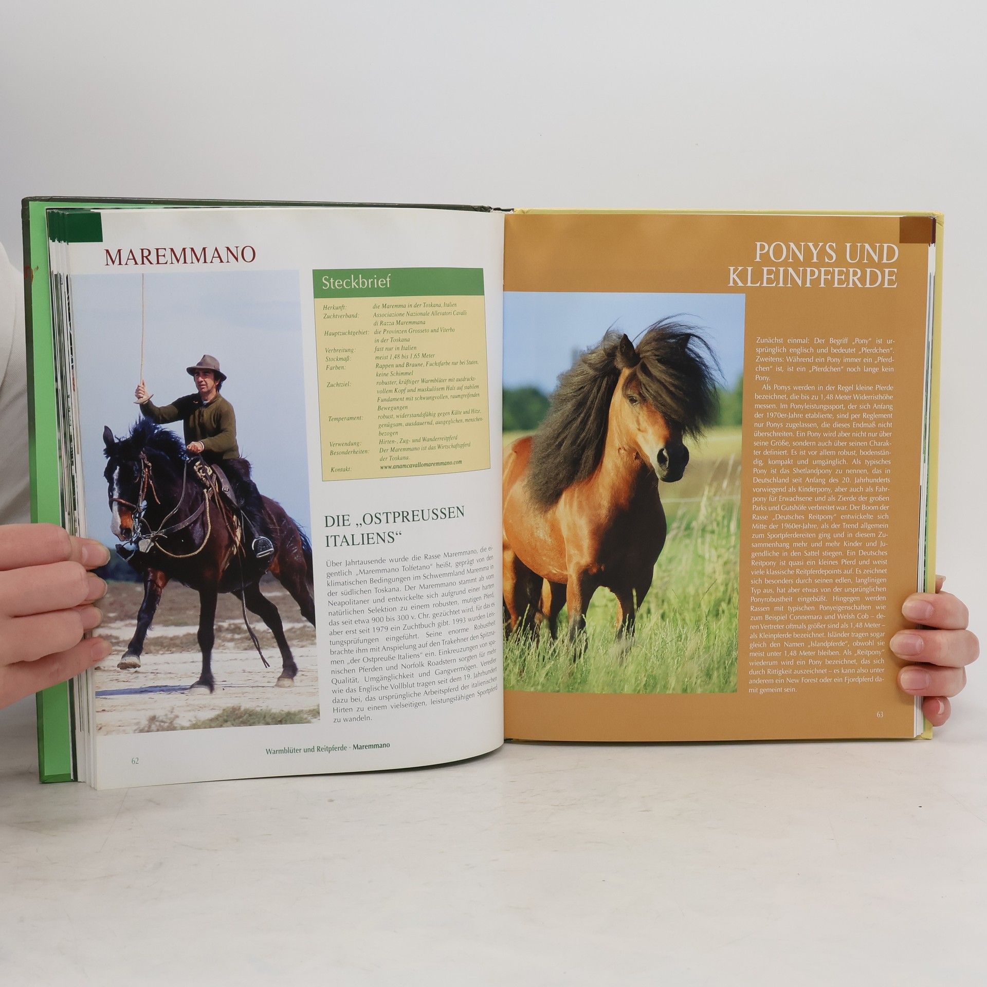 Jessica Bunjes Das große Handbuch der Pferderassen