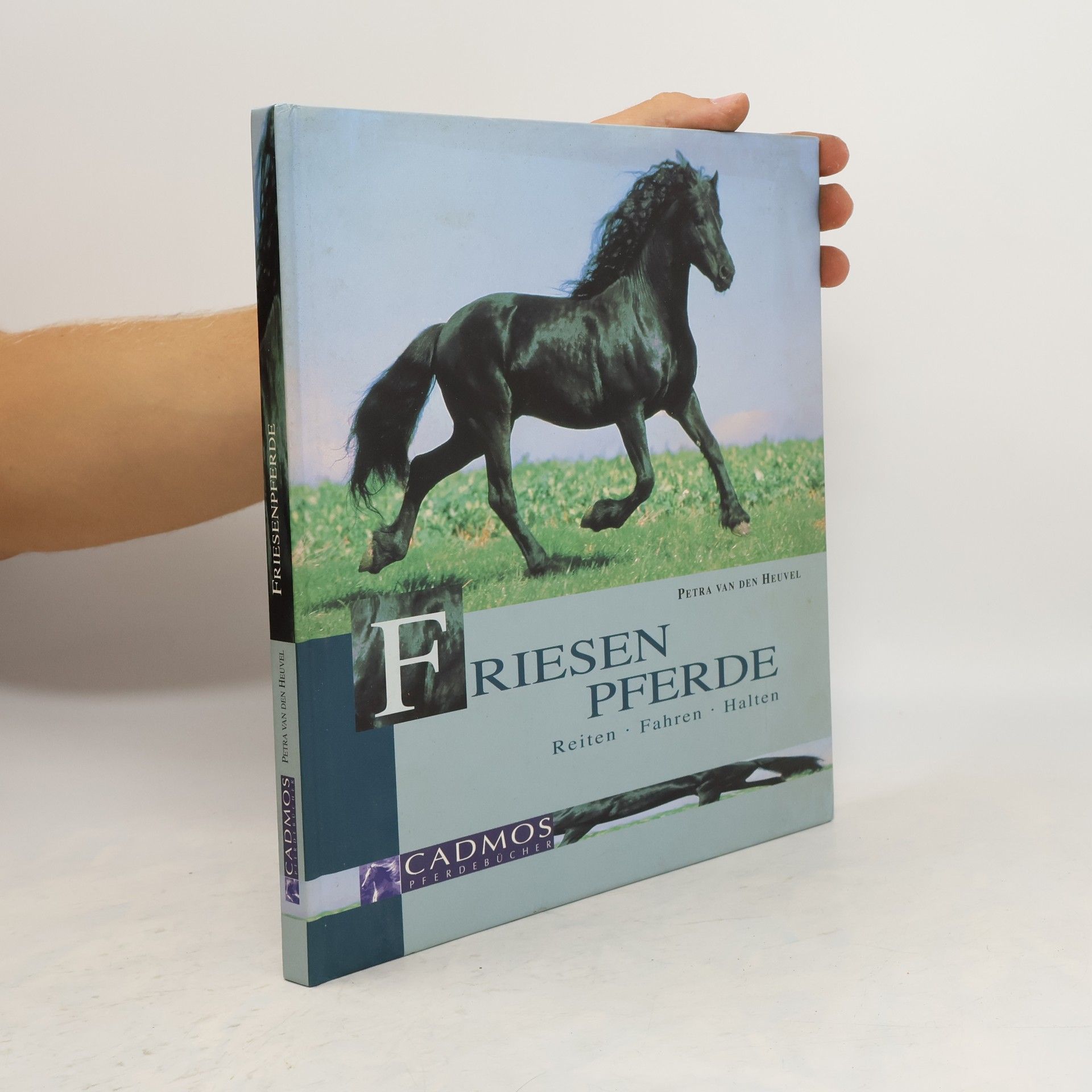 Petra van den Heuvel Friesenpferde