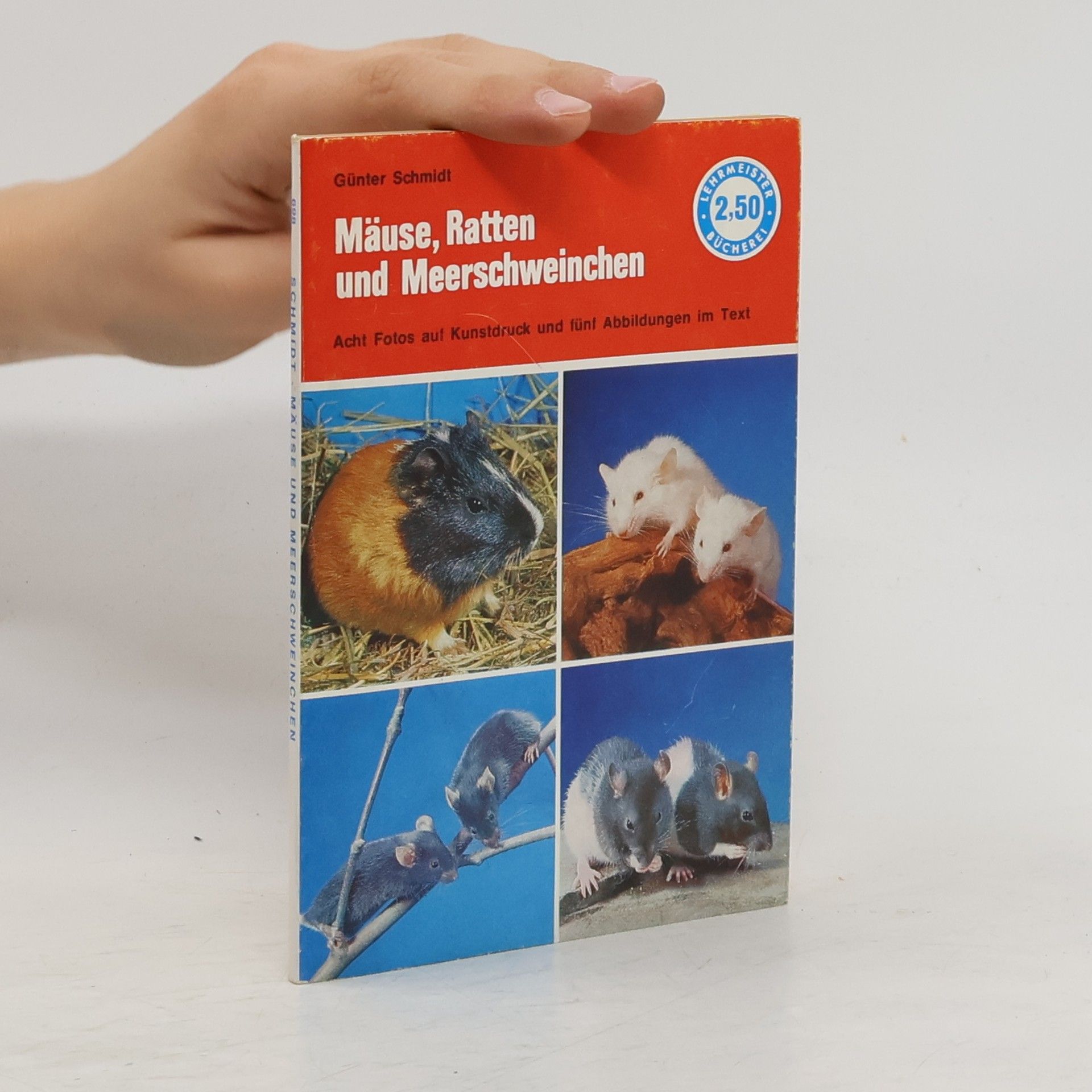 Günter Schmidt Meerschweinchen