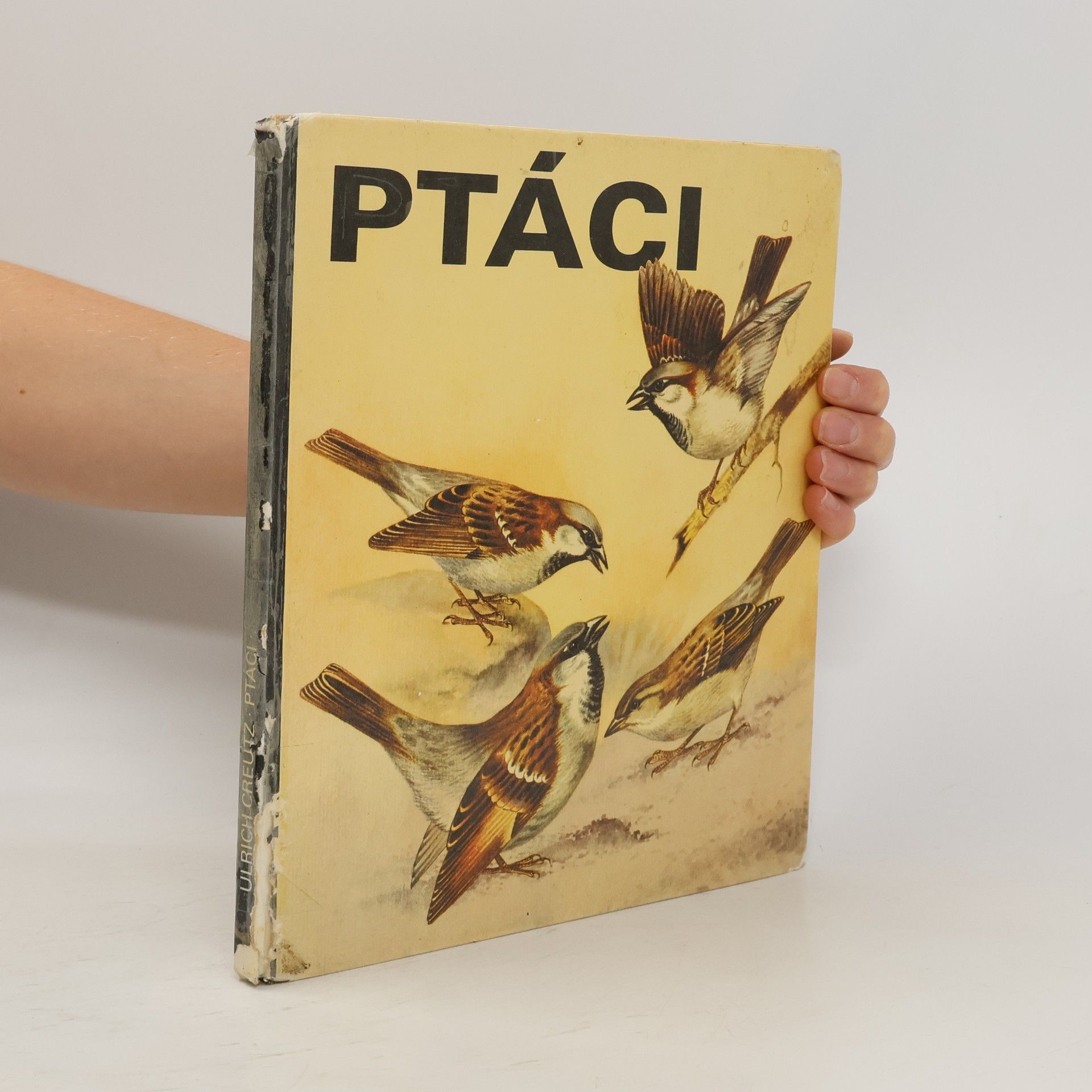 Ulrich Creutz Ptáci