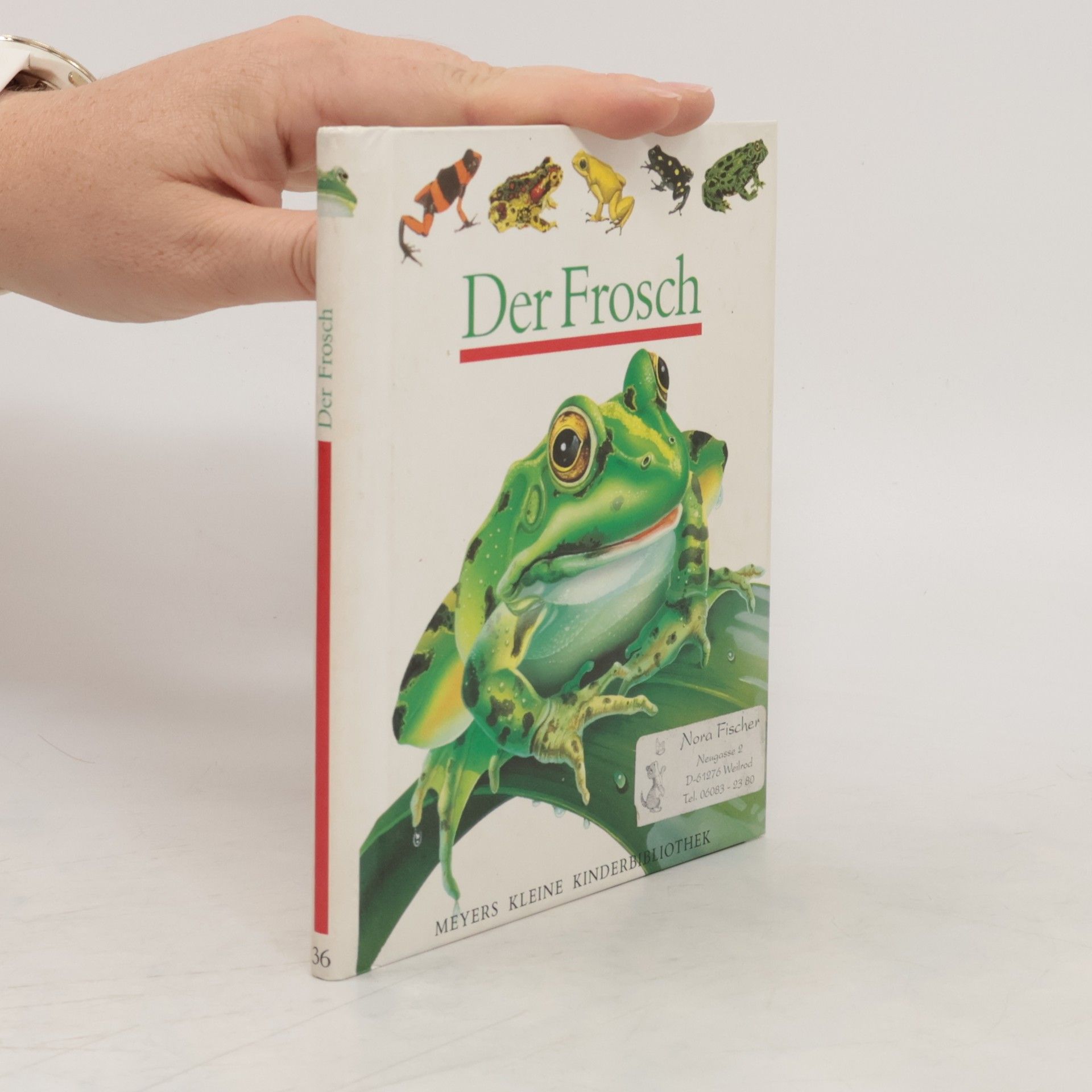 Daniel Moignot Der Frosch