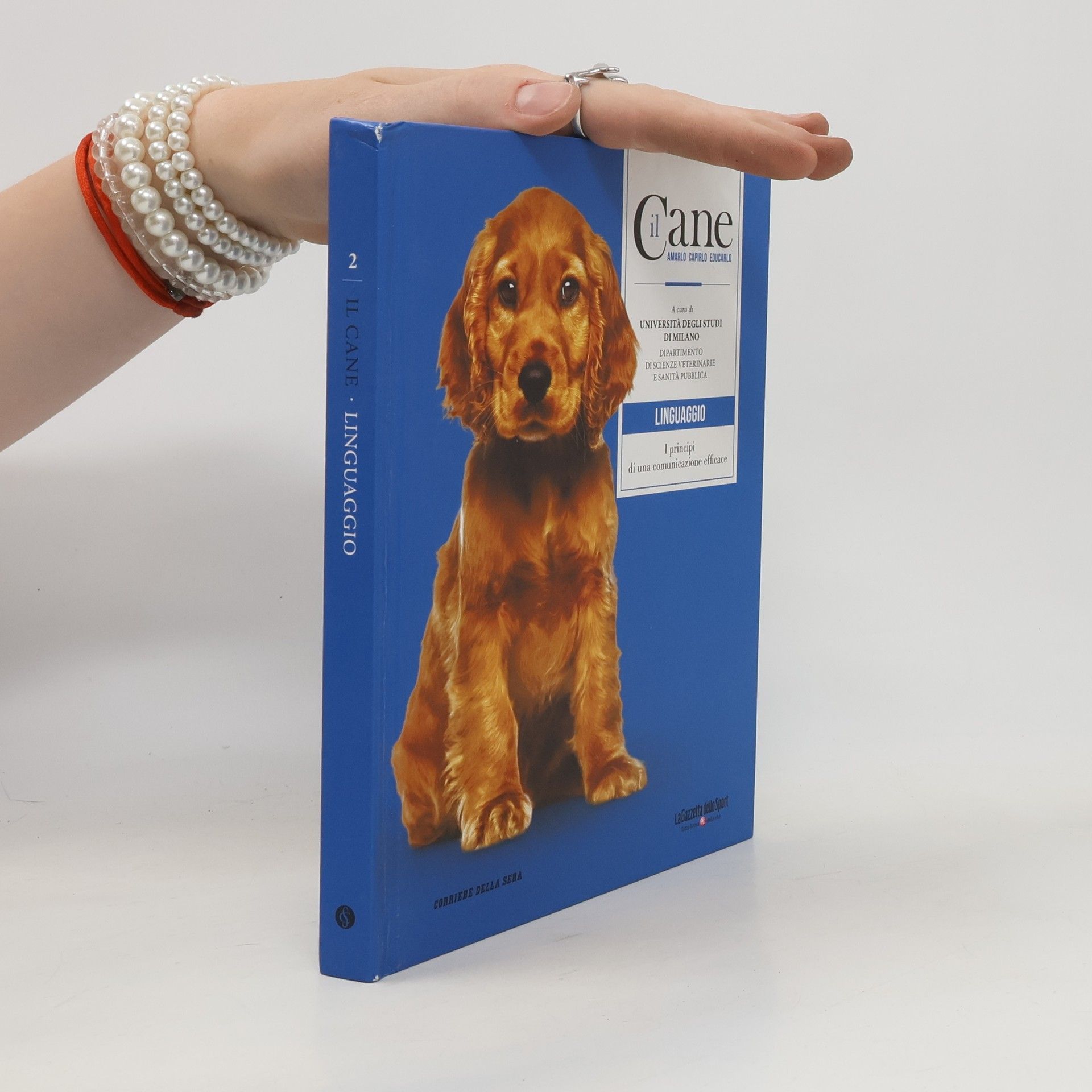 kolektiv Il Cane