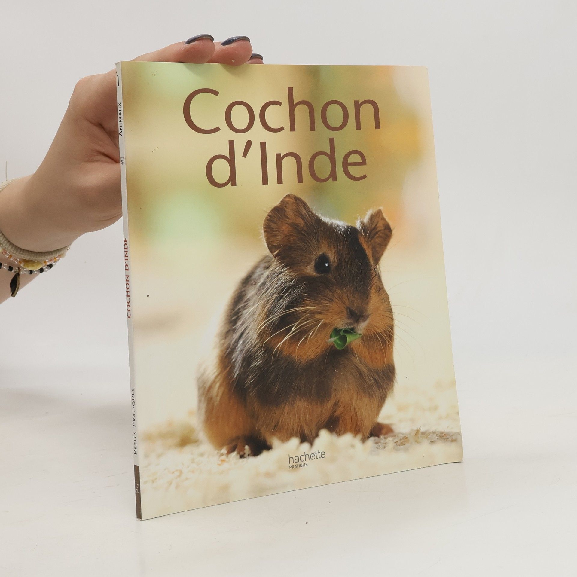 Immanuel Birmelin Cochon d'Inde