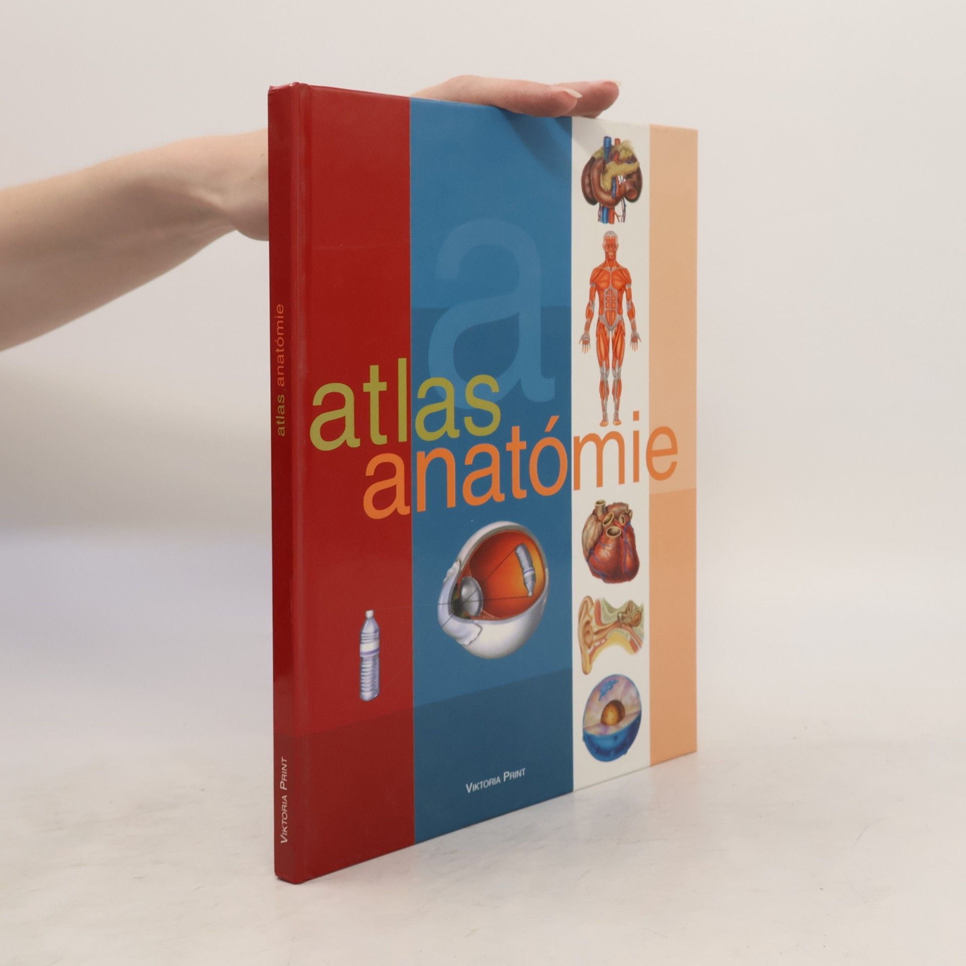 Autorenkollektiv atlas anatómie