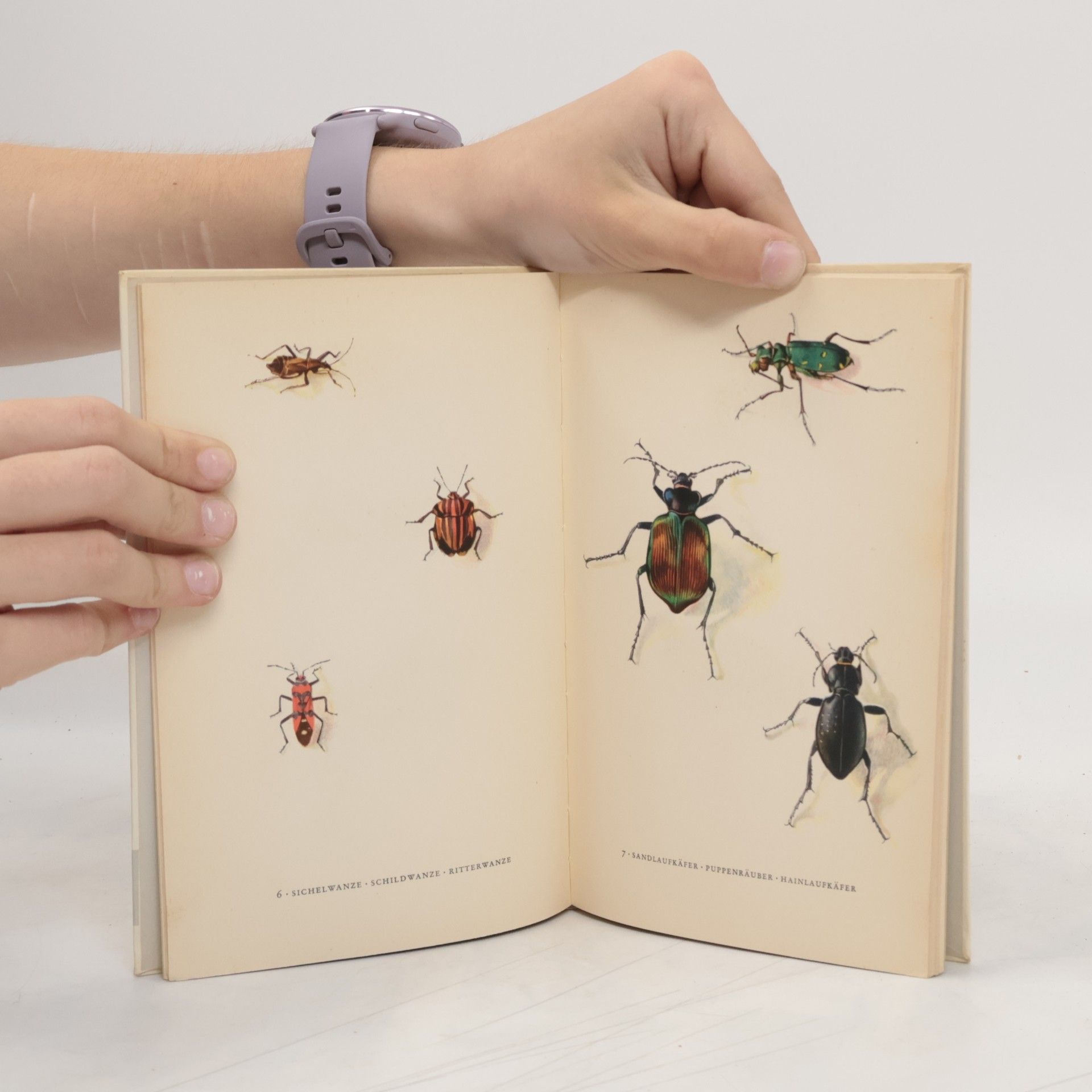 AA.VV. Das kleine Insektenbuch