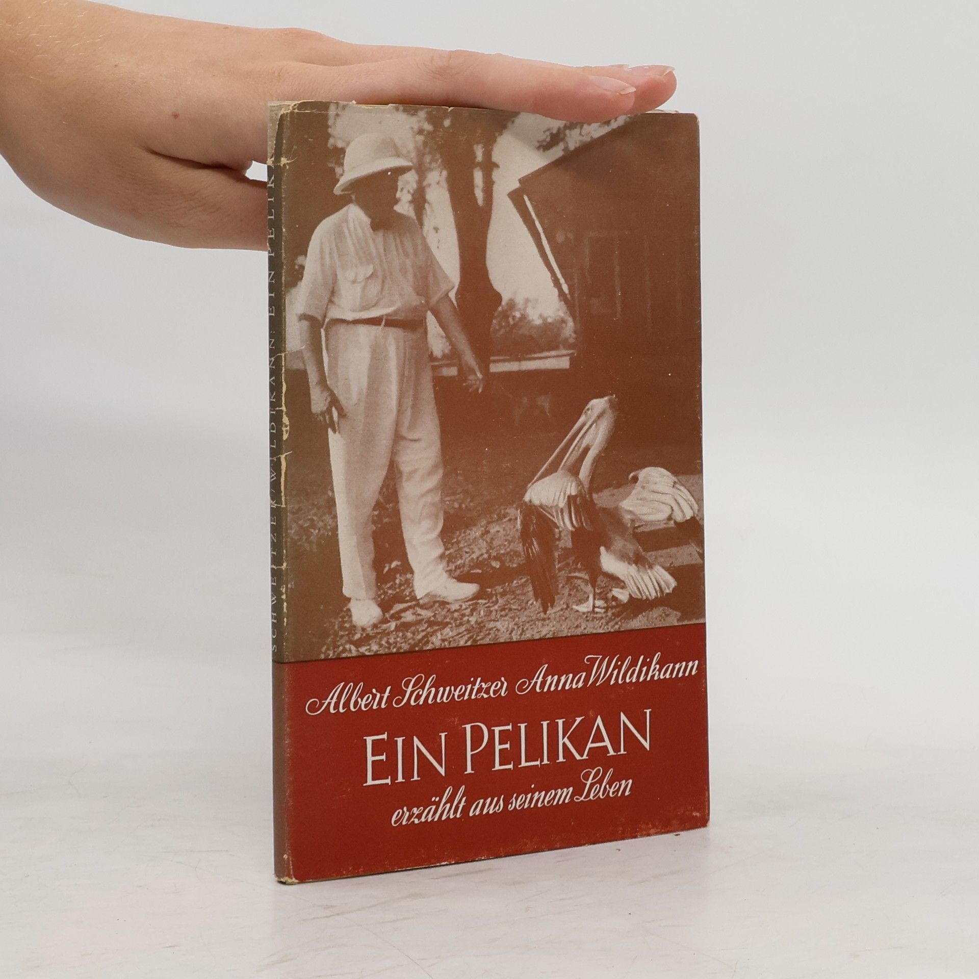 Albert Schweitzer Ein Pelikan