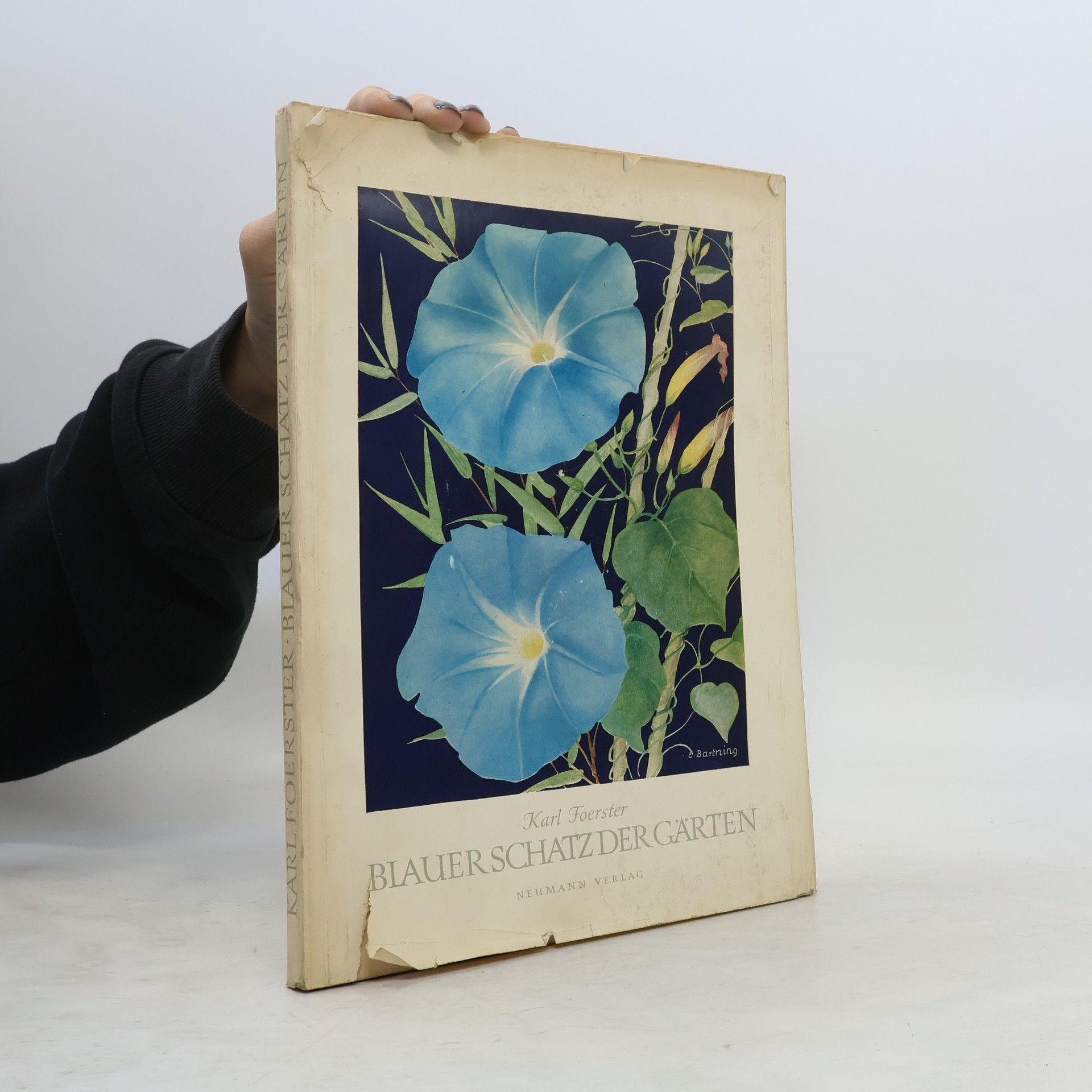 Karl Foerster Blauer Schatz der Gärten