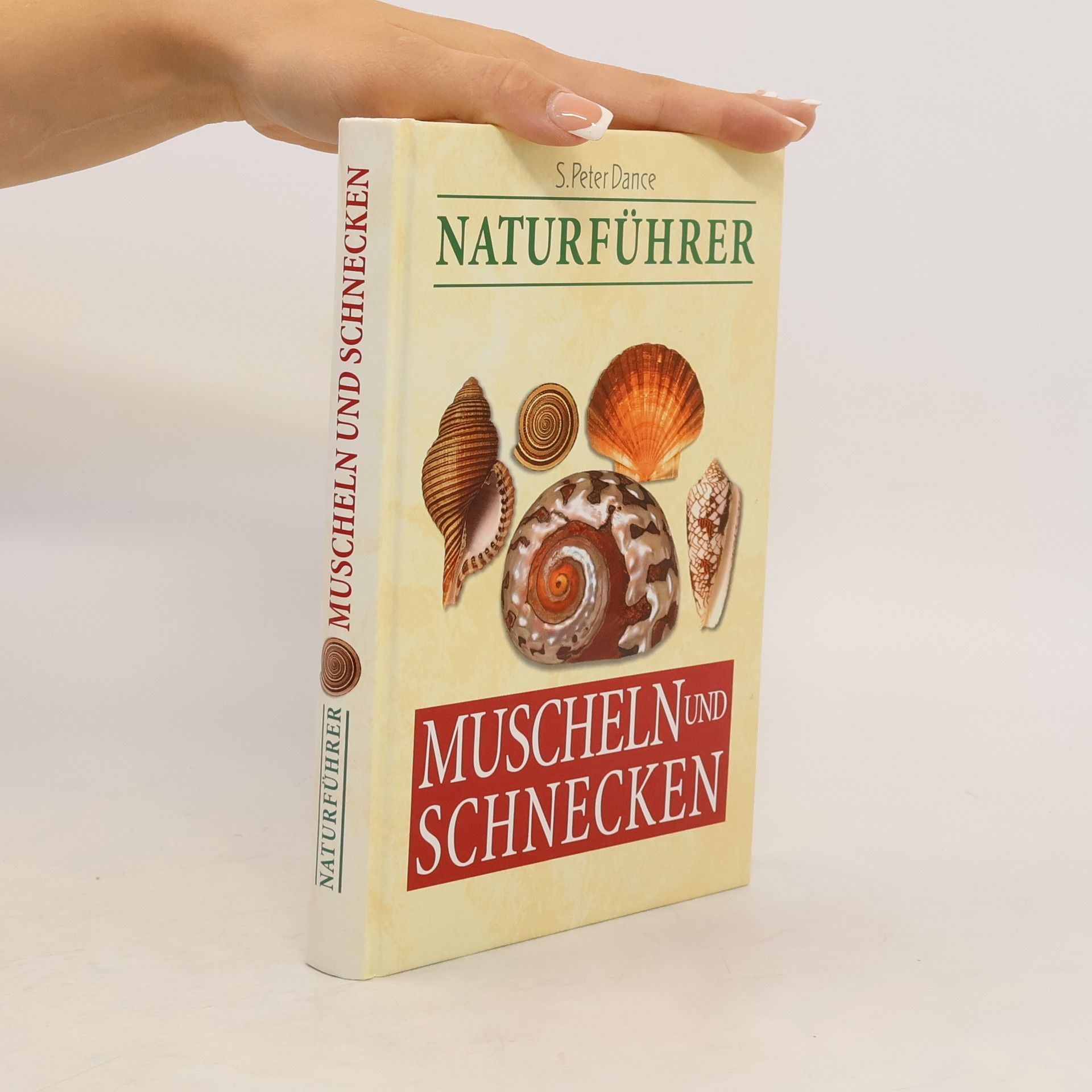 S. Peter Dance Muscheln und schnecken