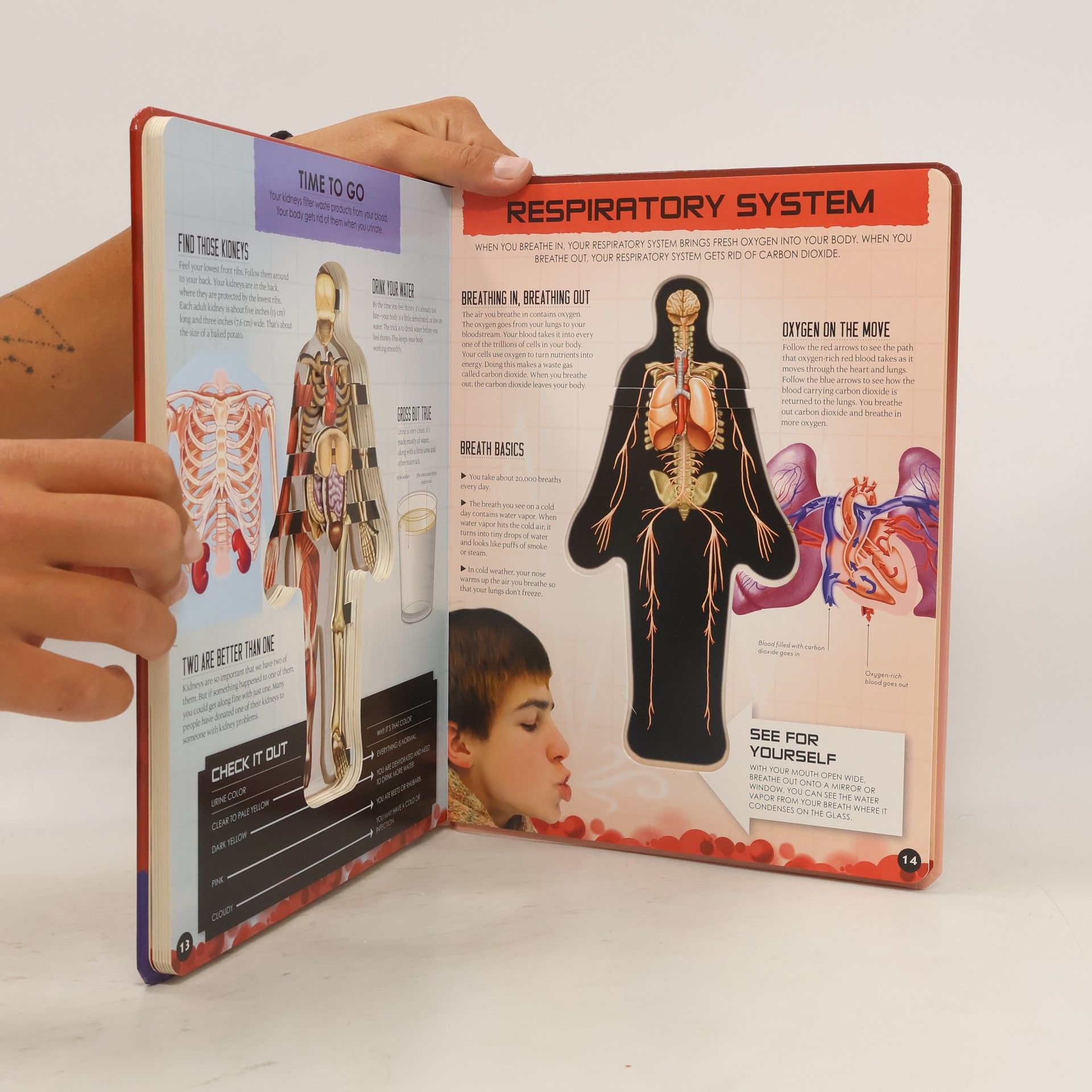 Luann Colombo Inside Out Human Body