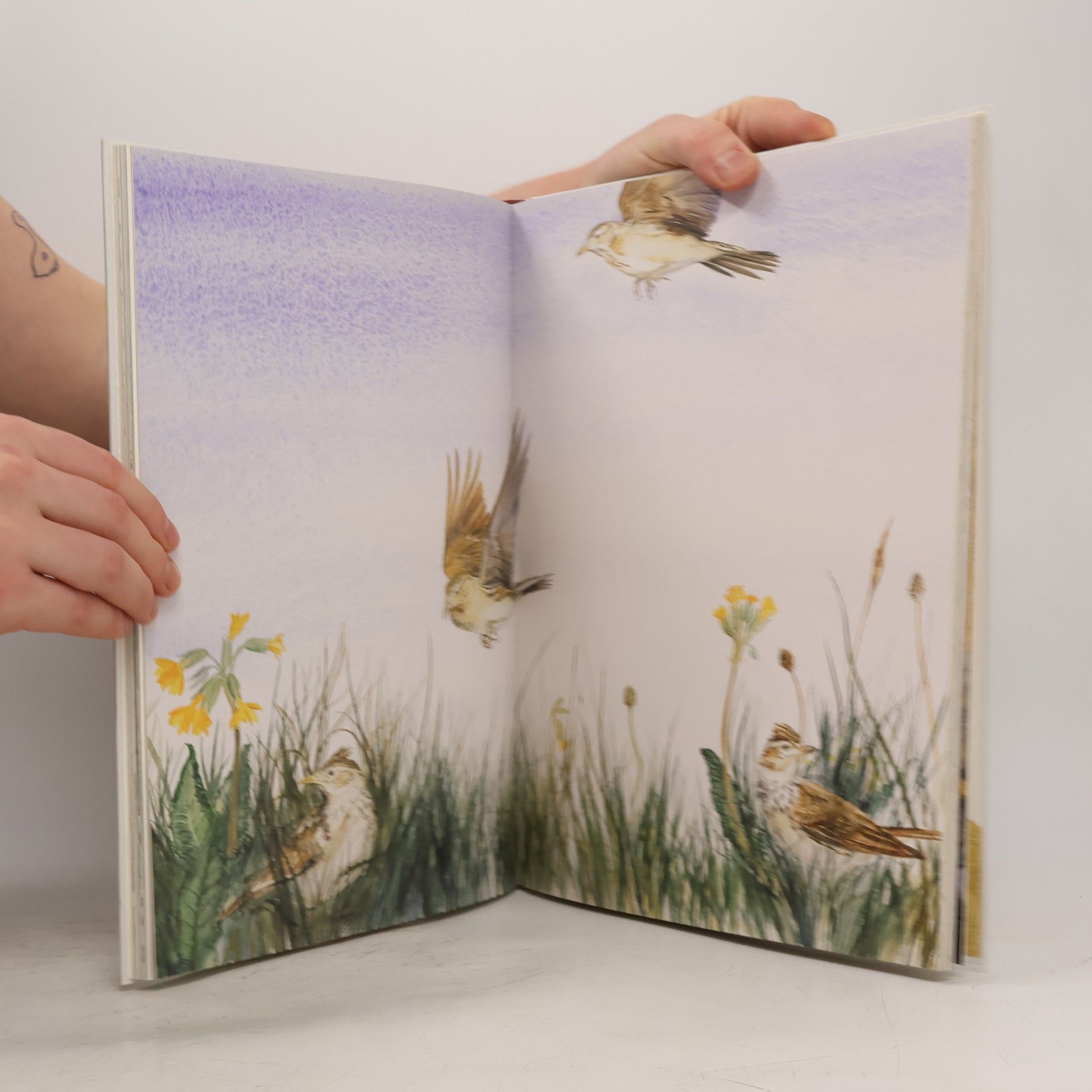 Robert Macfarlane Die verlorenen Wörter