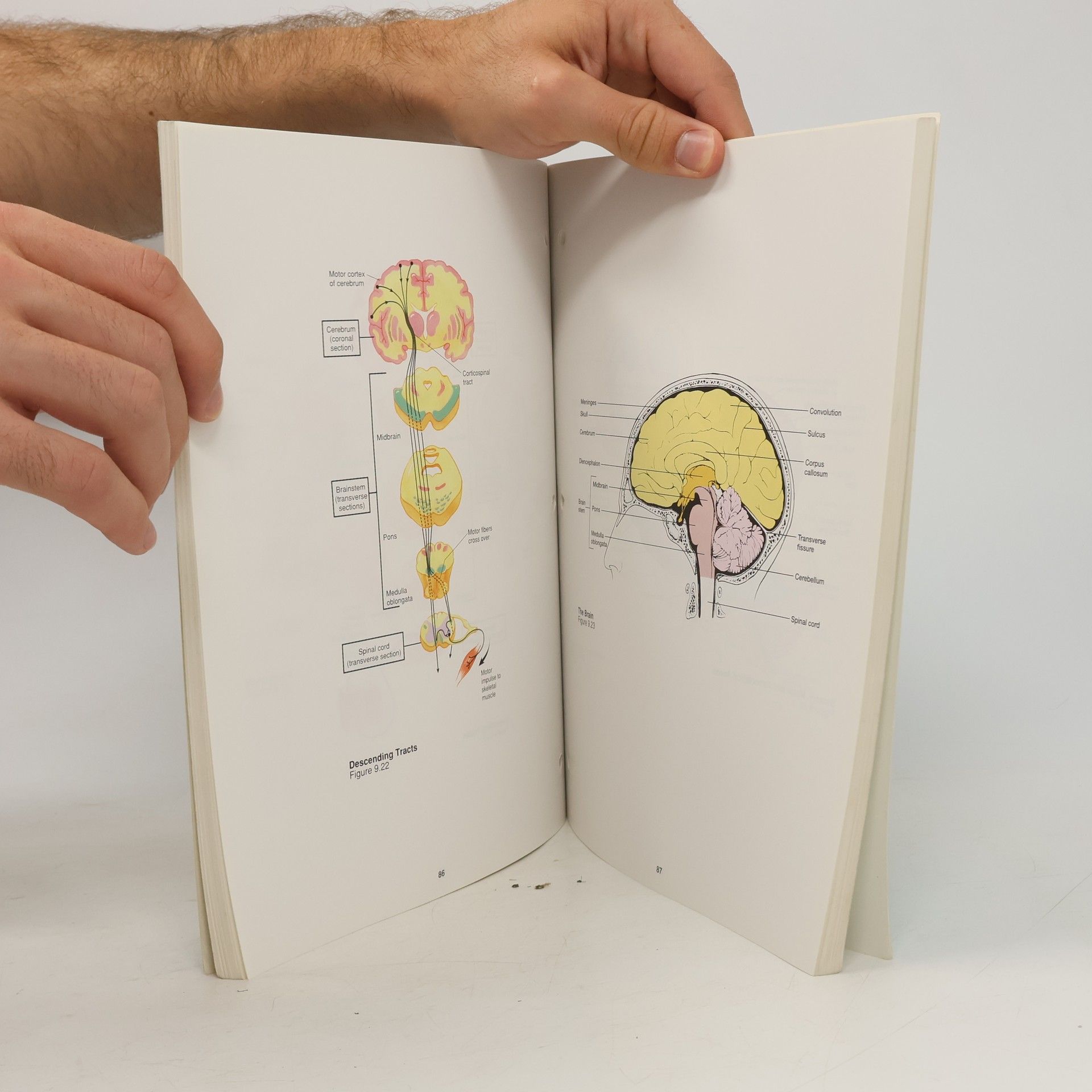 Ricki Lewis Hole's Essentials of Human Anatomy and Physiology
